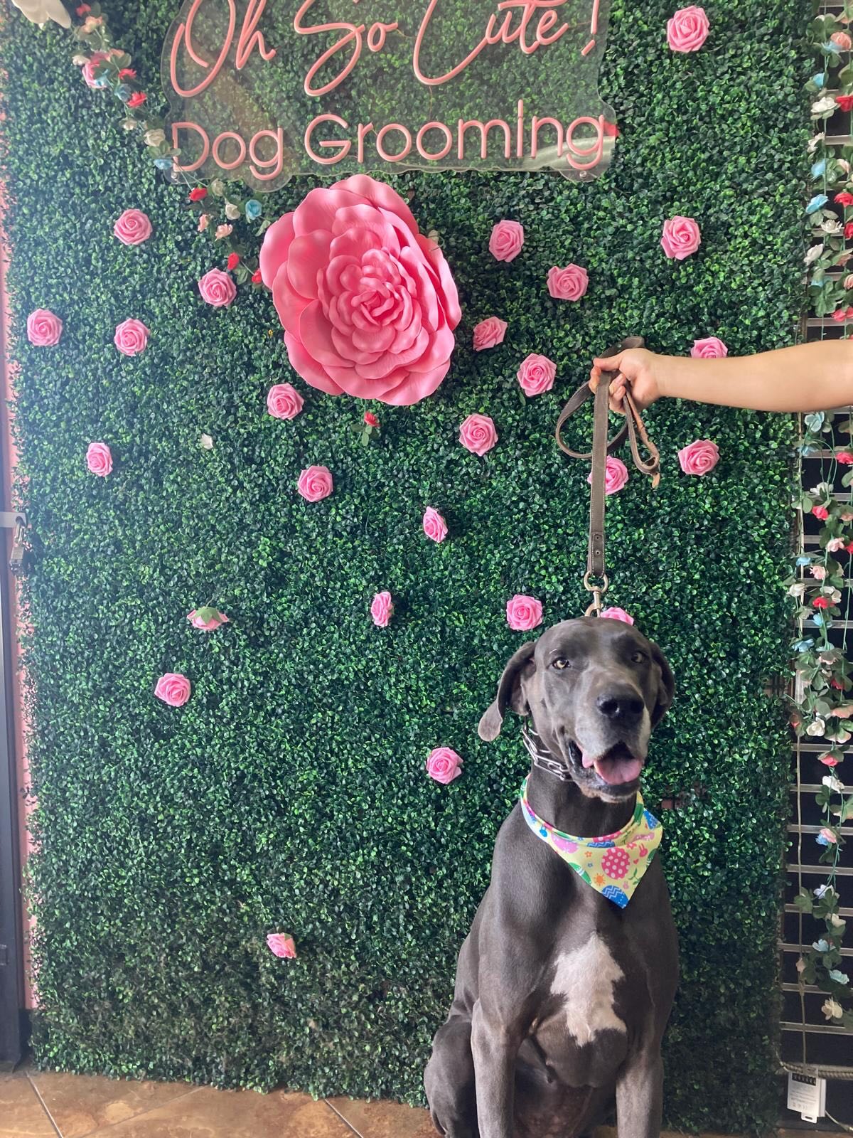 Oh So Cute! Dog Grooming Moreno Valley