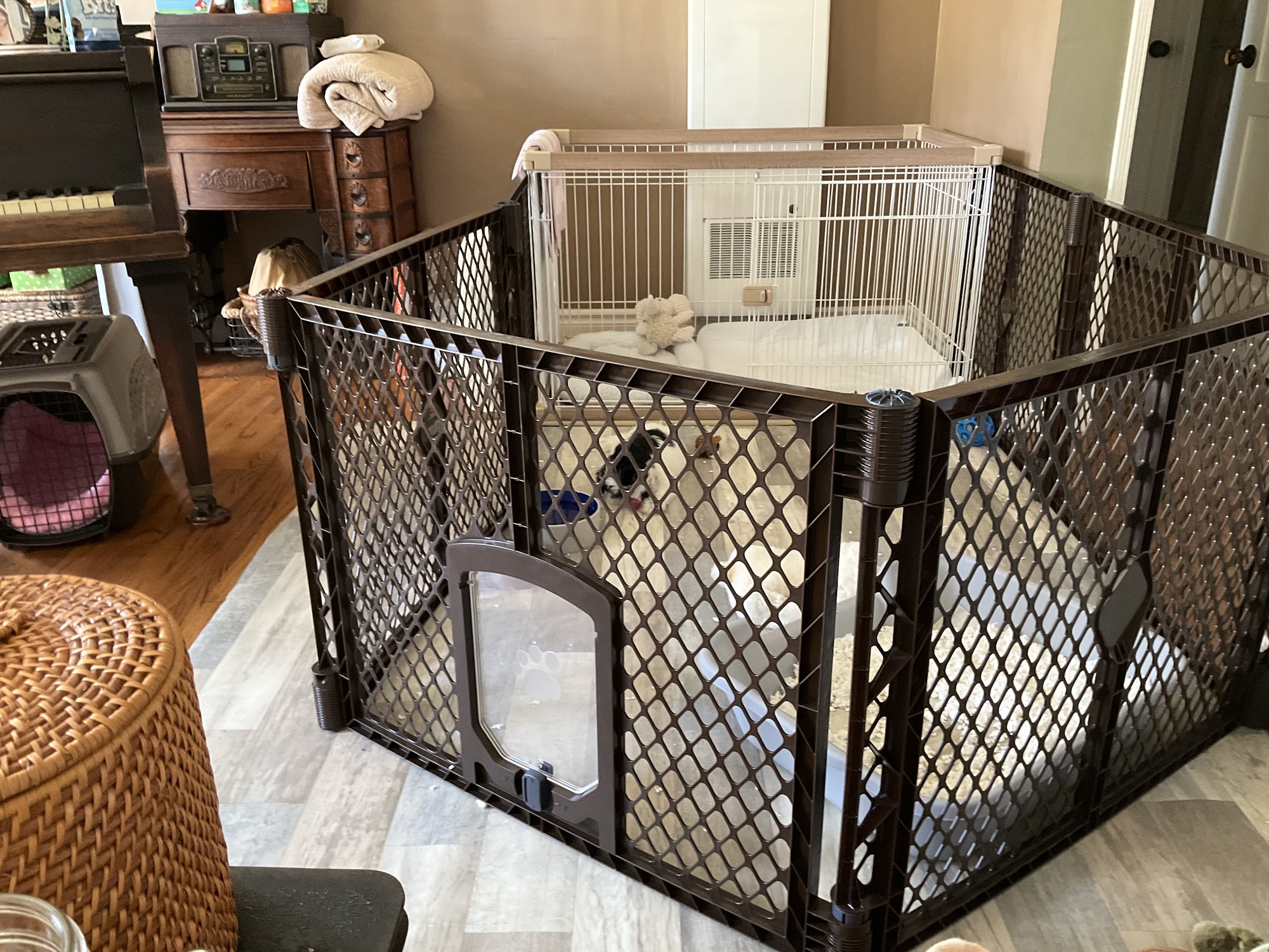 Domino Schnoodles Moreno Valley