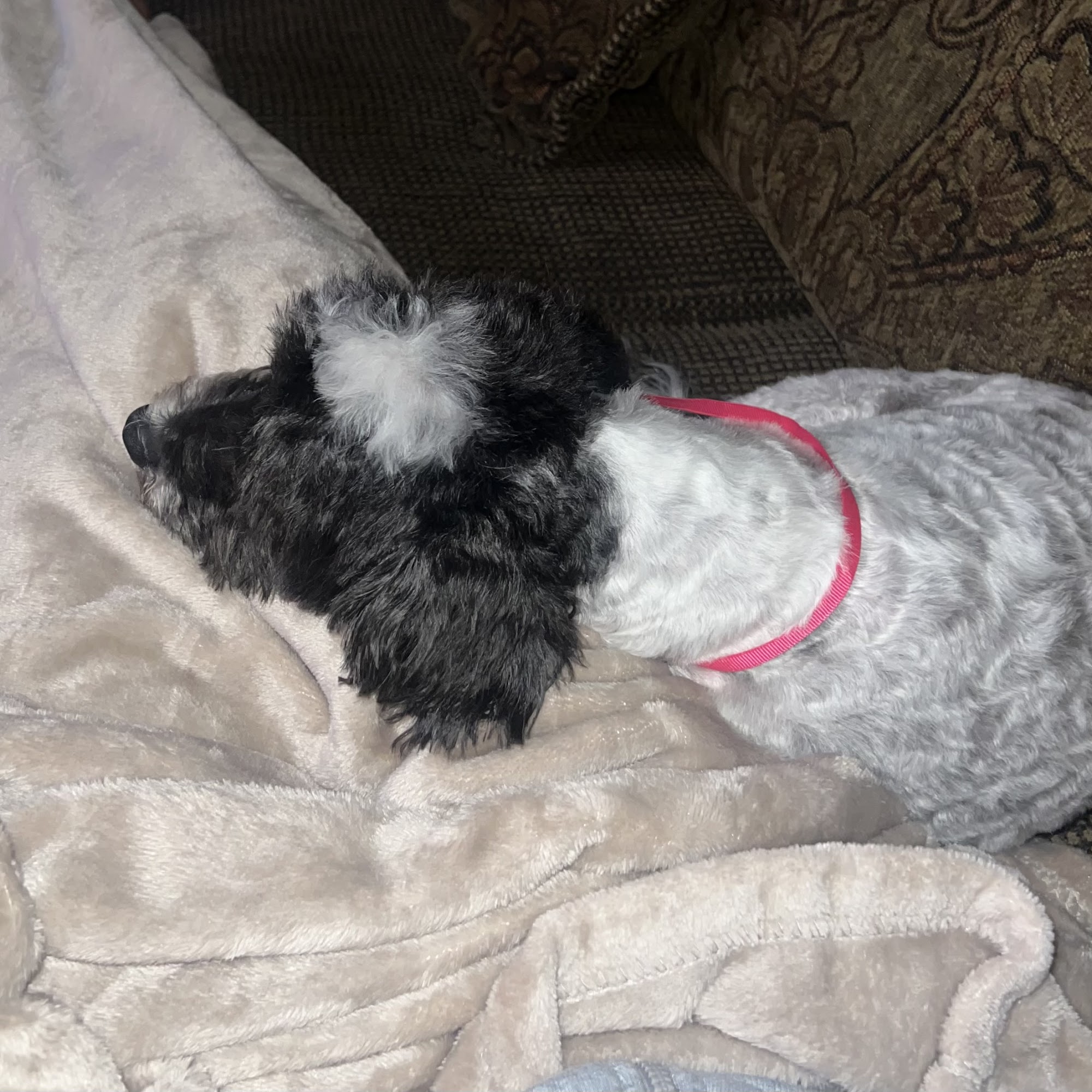 Happy Puppy Grooming Moreno Valley