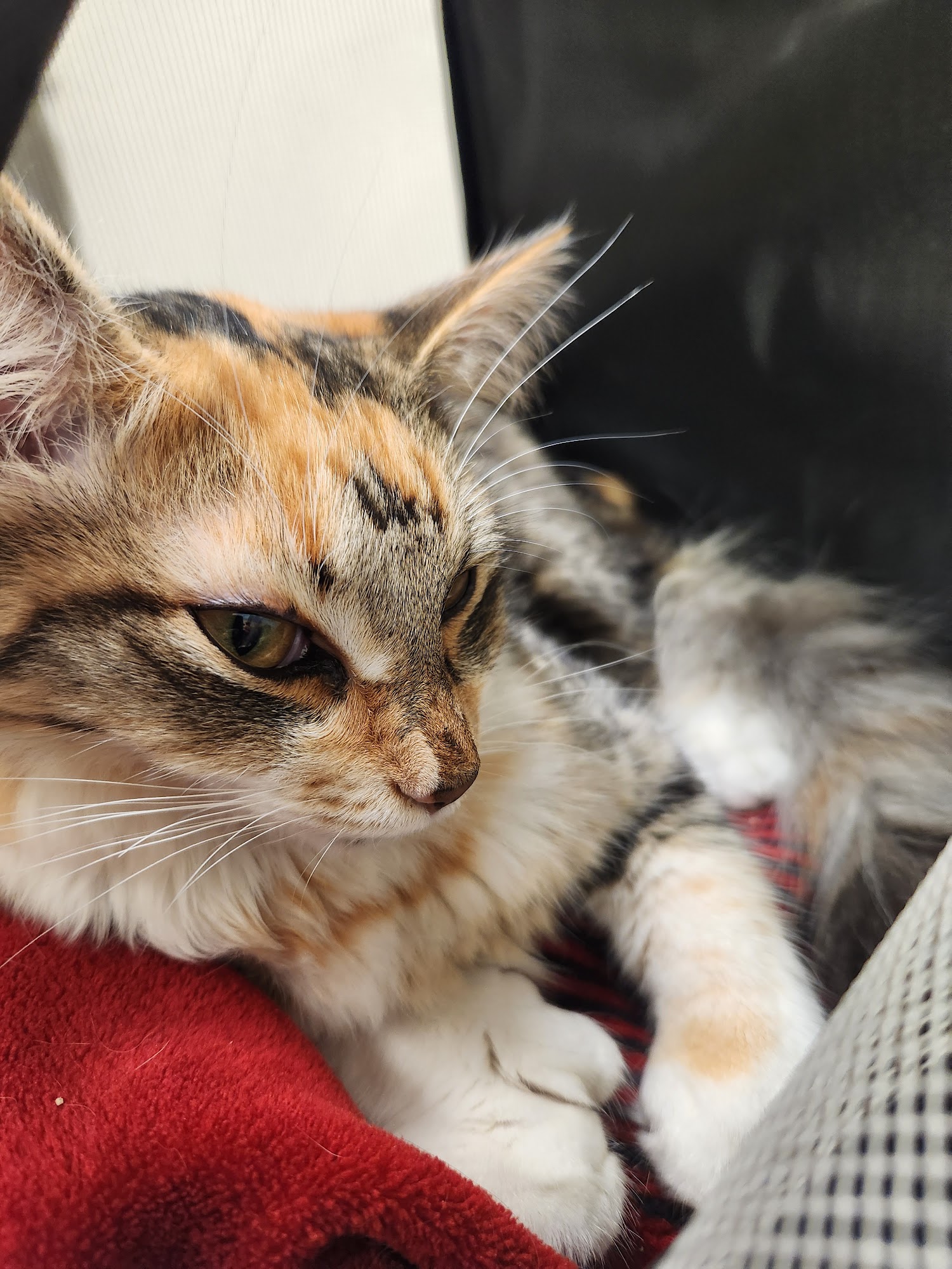 Moreno Valley Animal Shelter Moreno Valley