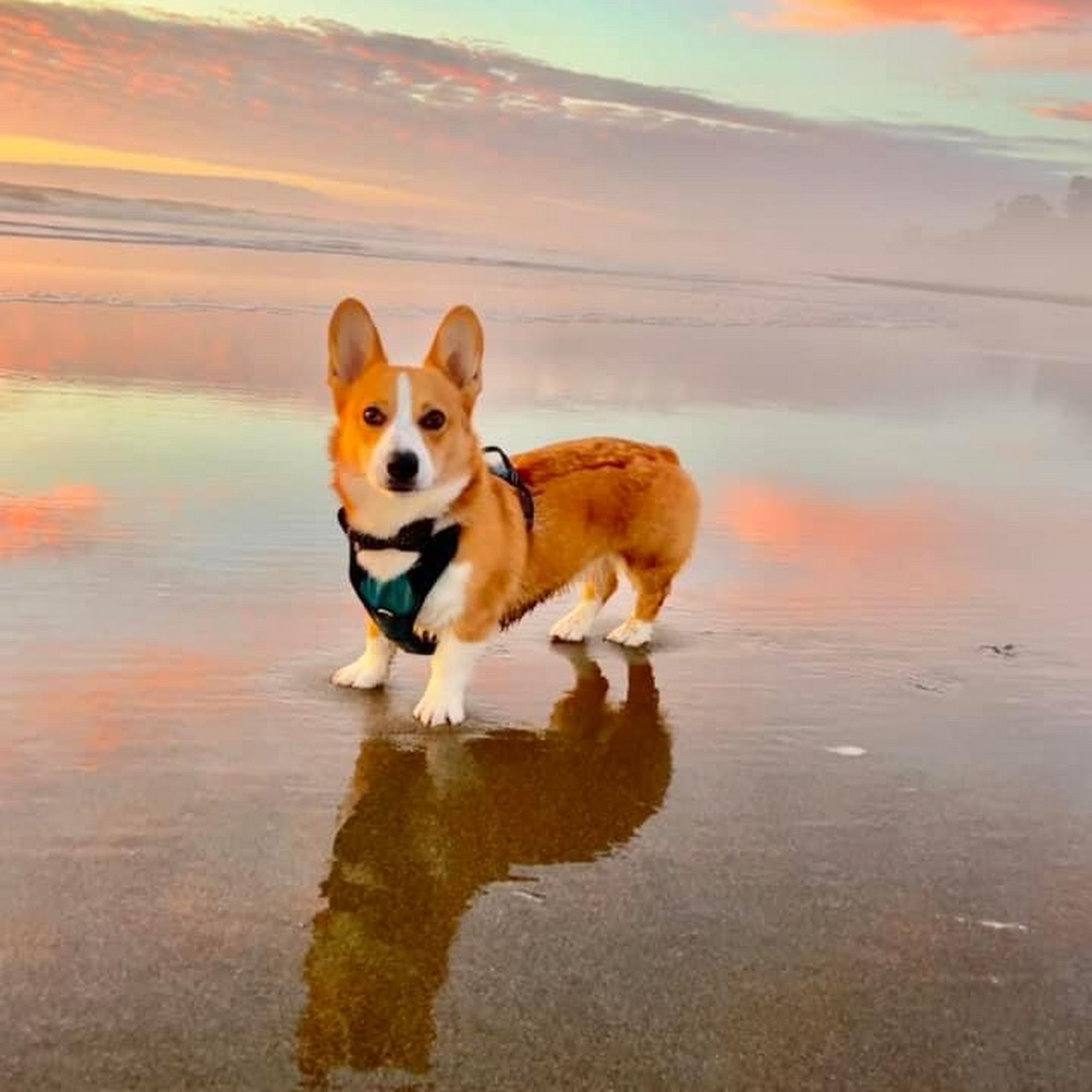 South County Animal Hospital Morgan Hill