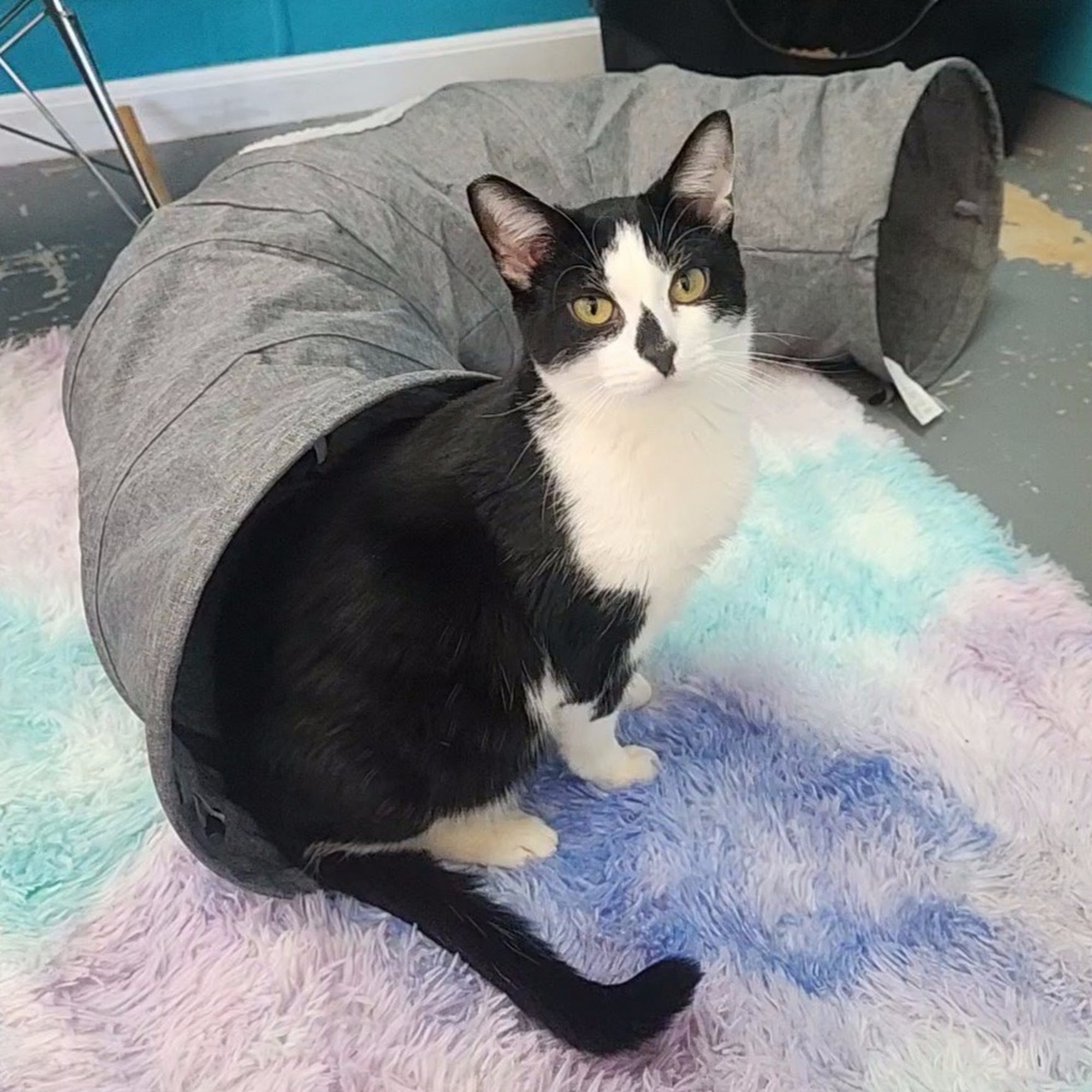 Town Cats Morgan Hill