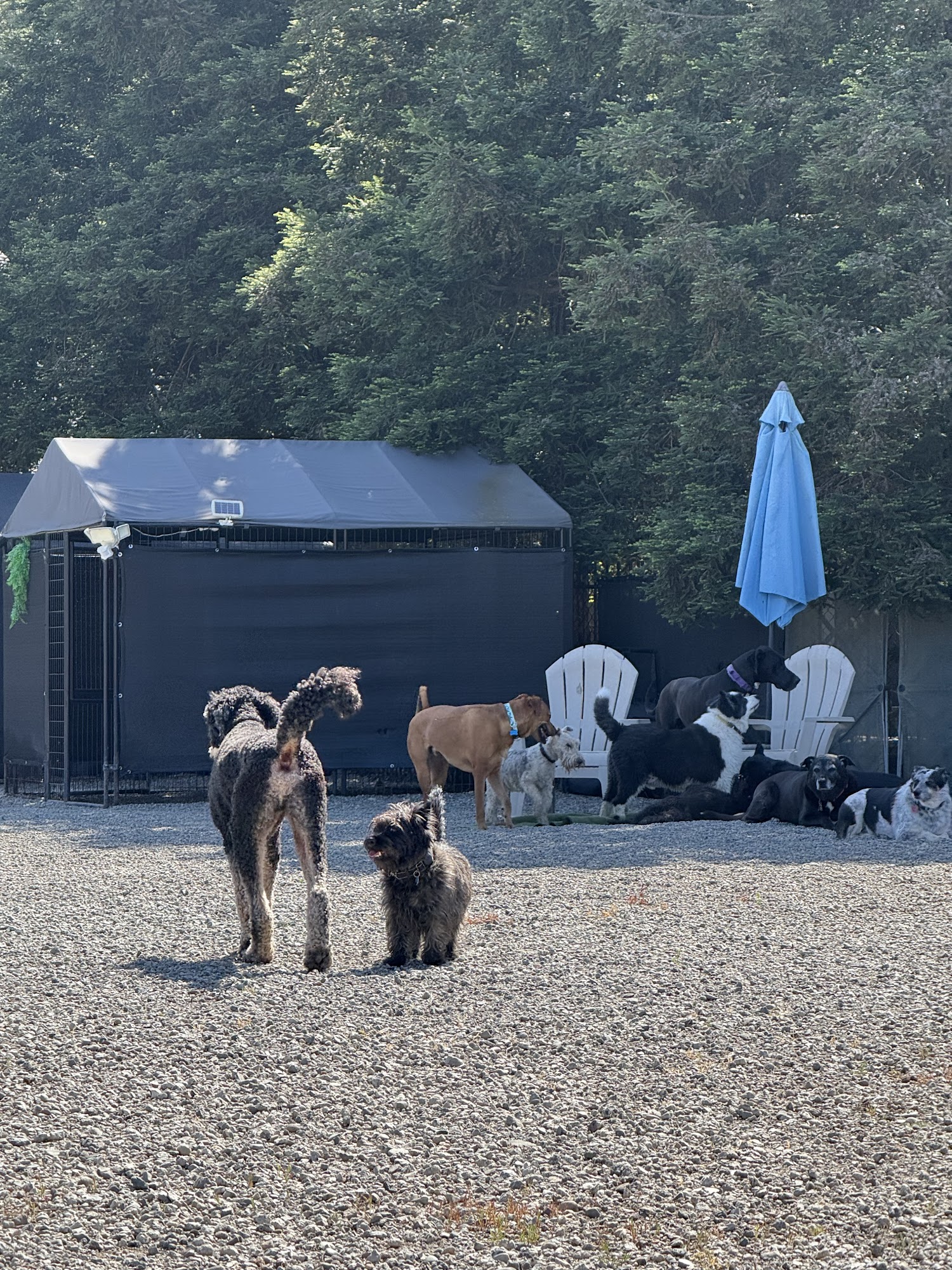 Doggie Style Pet Resort Morgan Hill