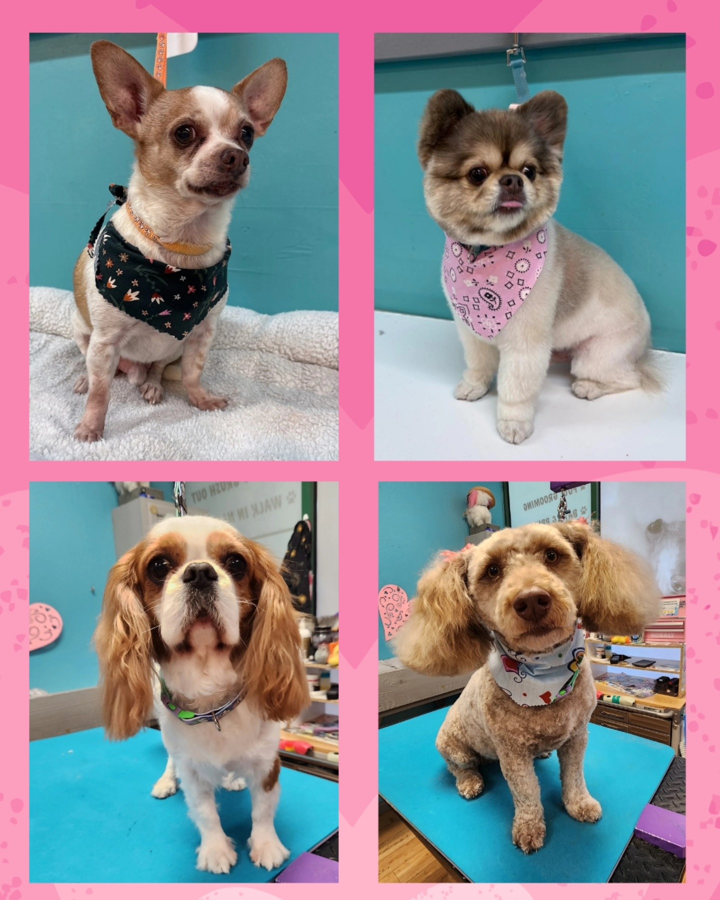 Cali Pet Goodz Morgan Hill