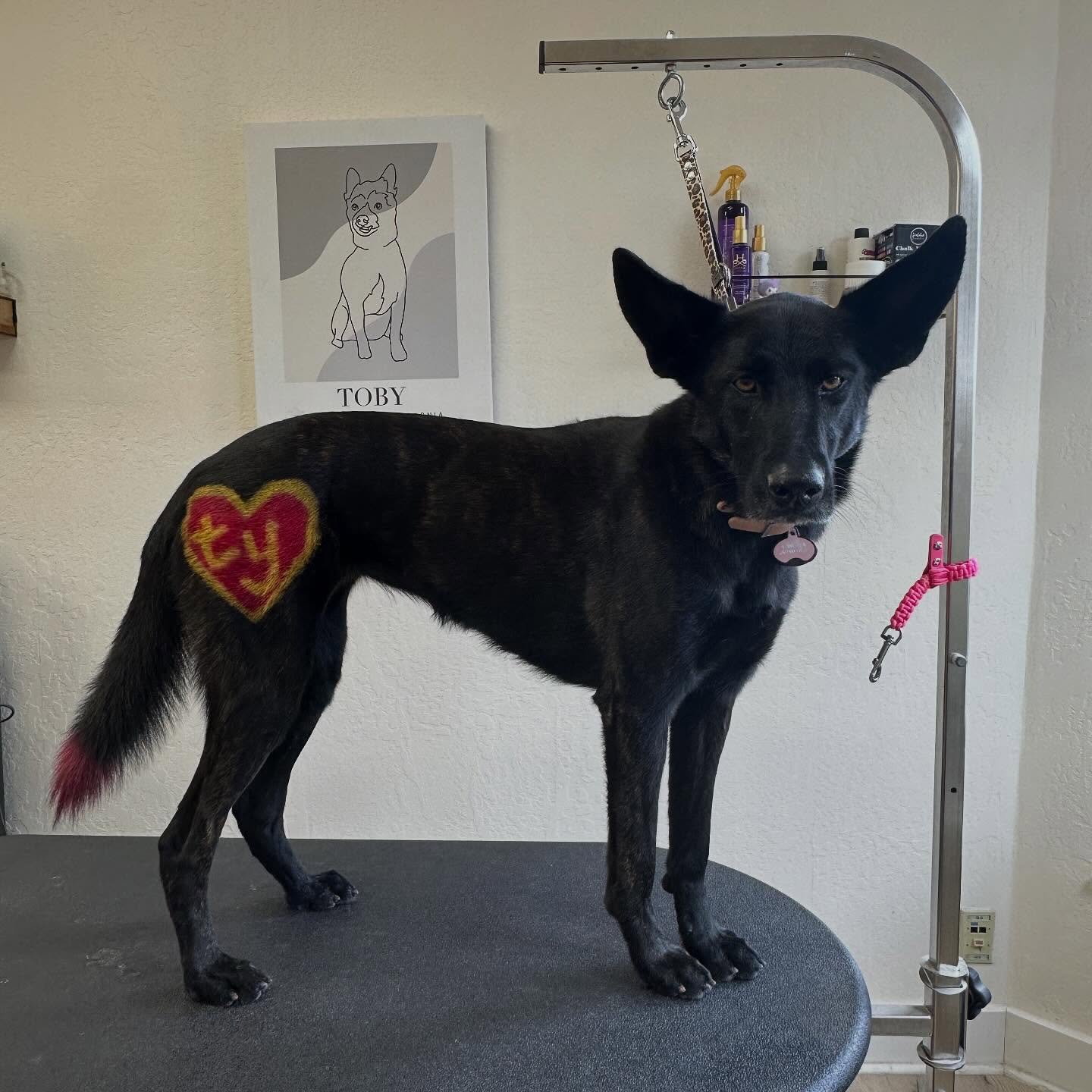 Alicia's Pet Grooming Morgan Hill