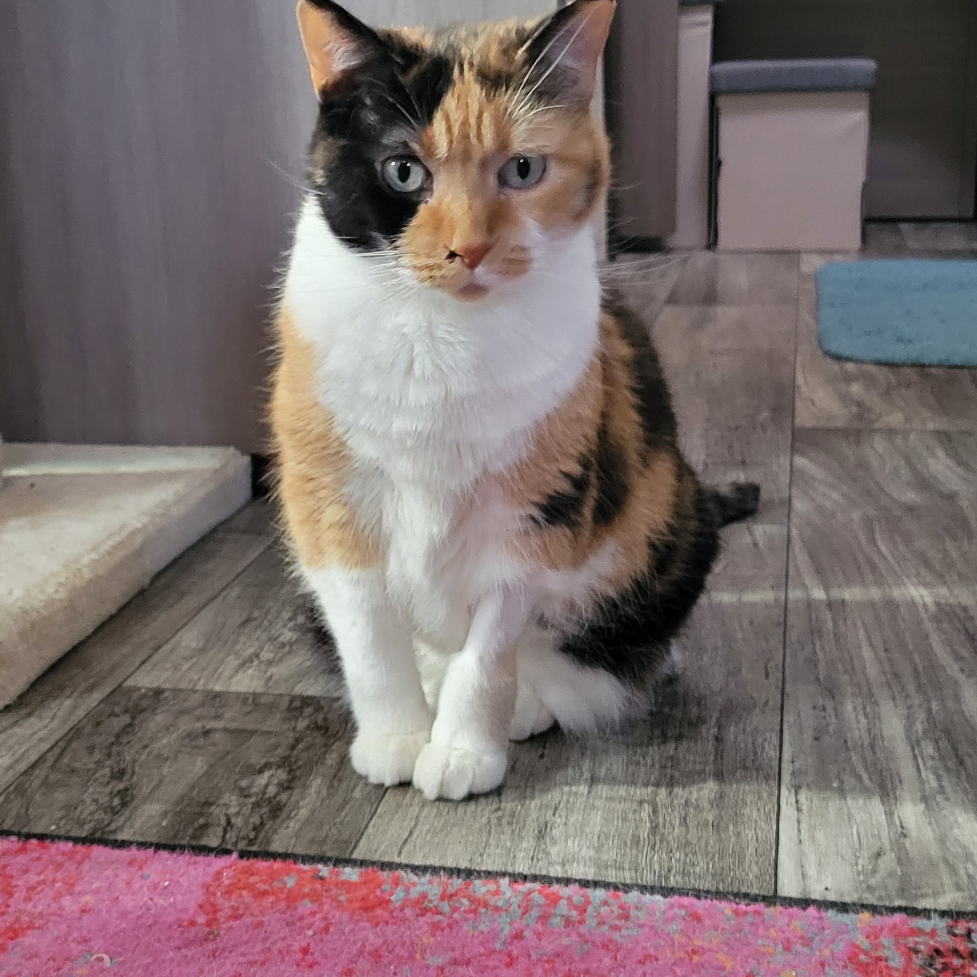 Coast Veterinary Clinic Morro Bay