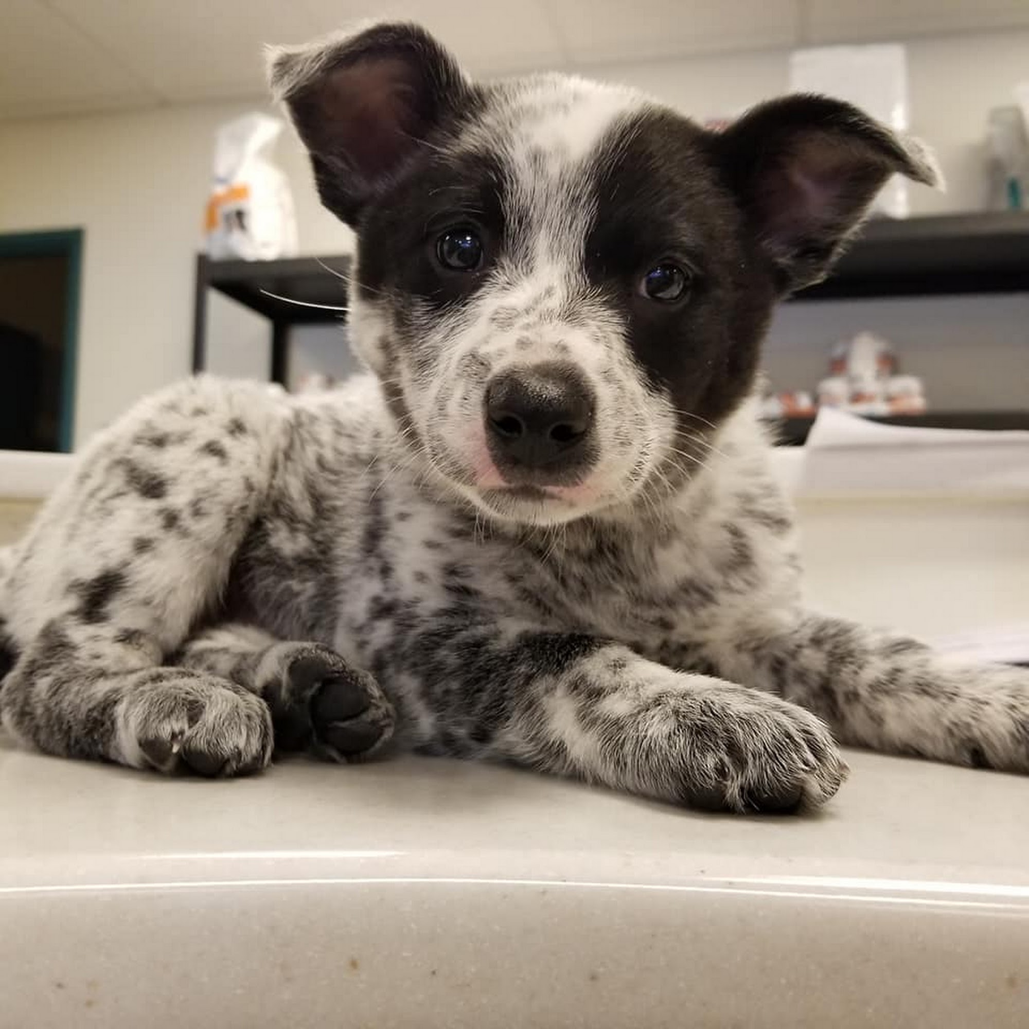 Mt Shasta Animal Hospital Mount Shasta