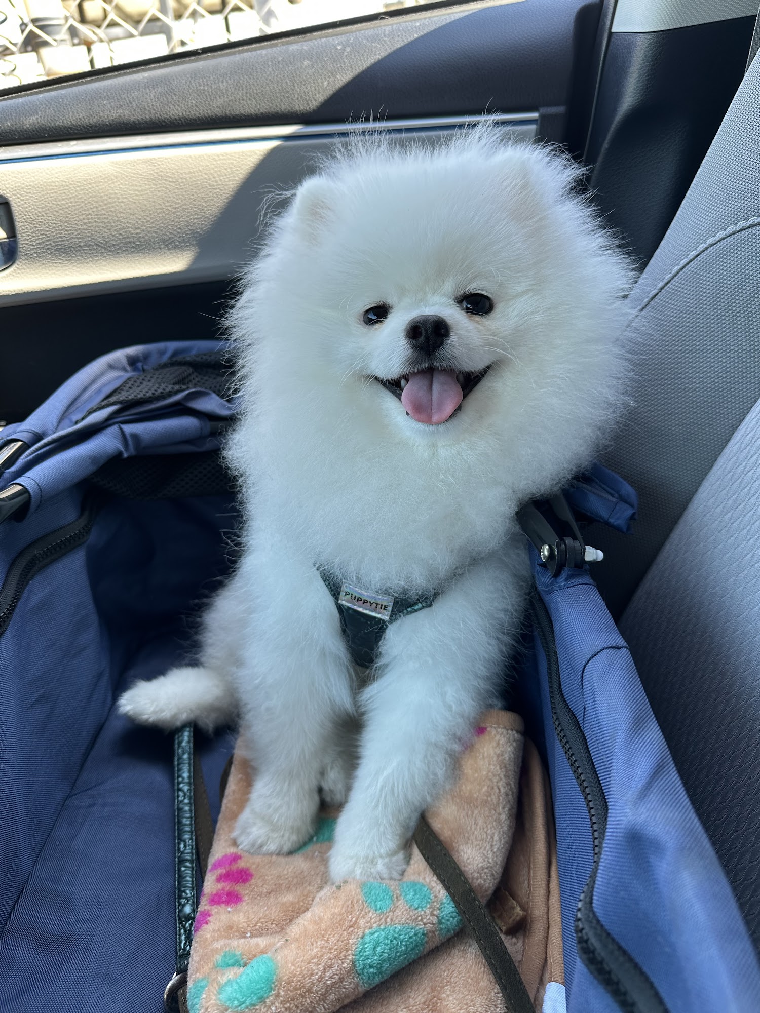 MedVet Mountain View Mountain View