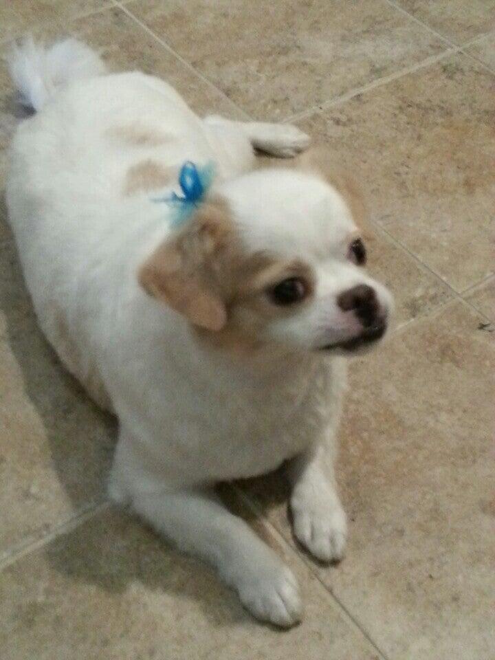 Critter Clippers Pet Grooming Salon and Boutique Mountain View