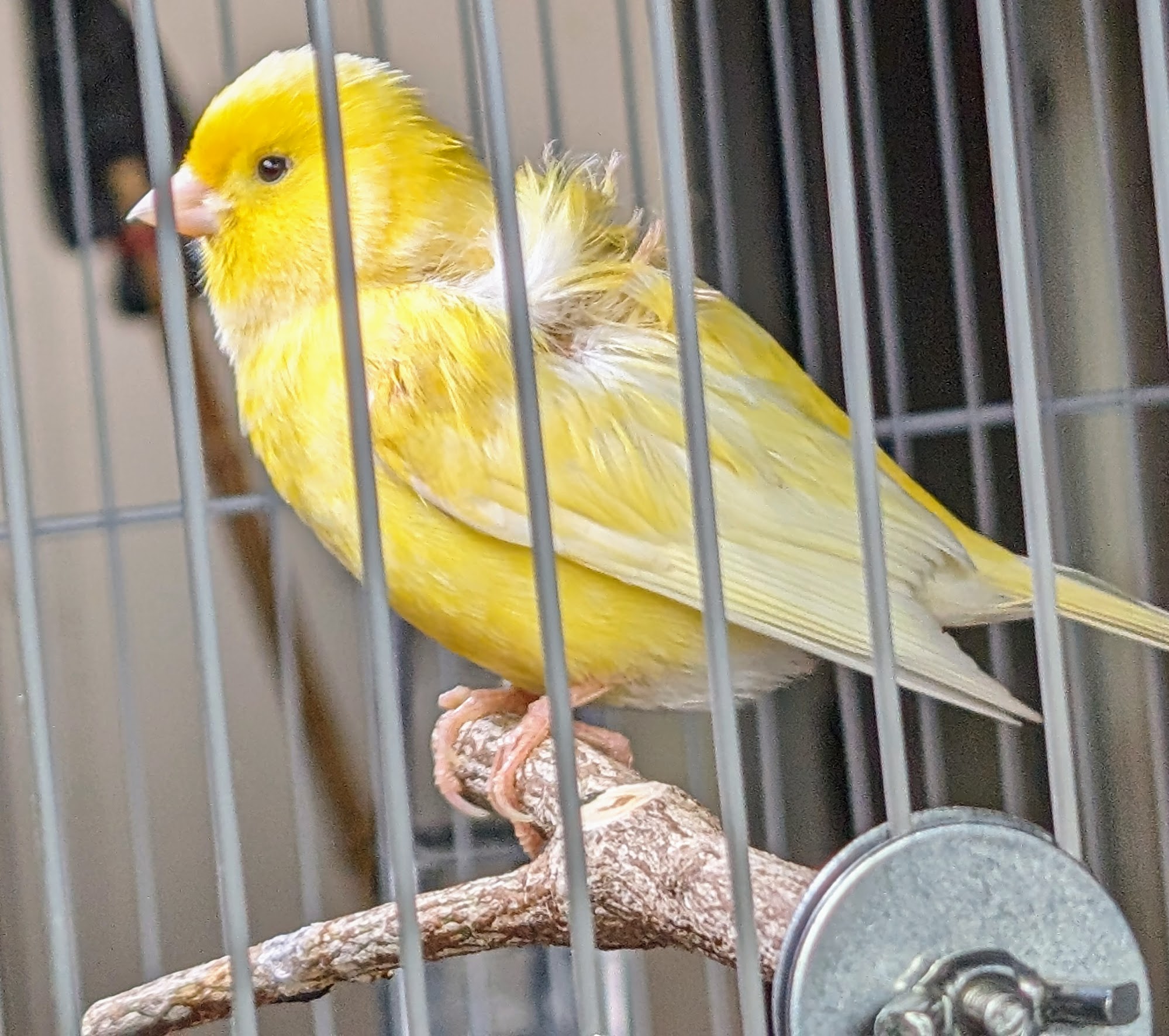 Miramonte Veterinary Hospital Mountain View