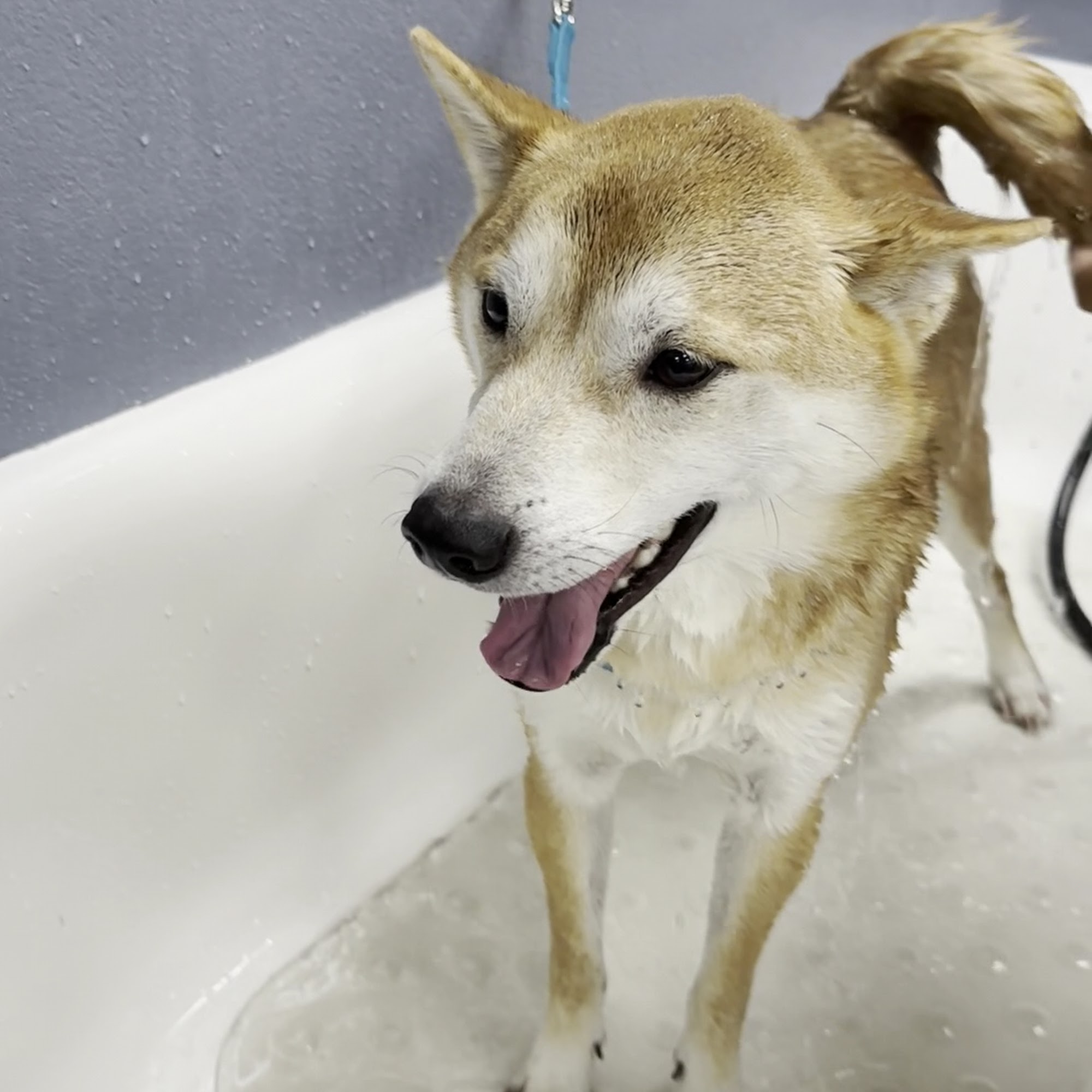 Country Pet Wash Mountain View