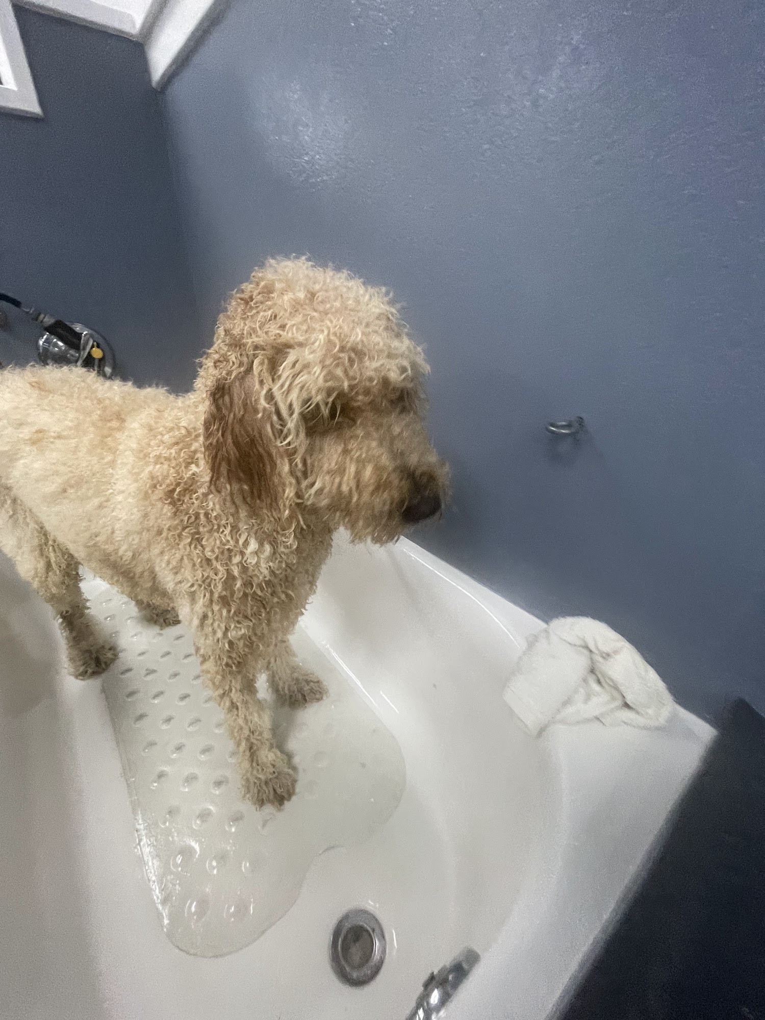 Country Pet Wash Mountain View