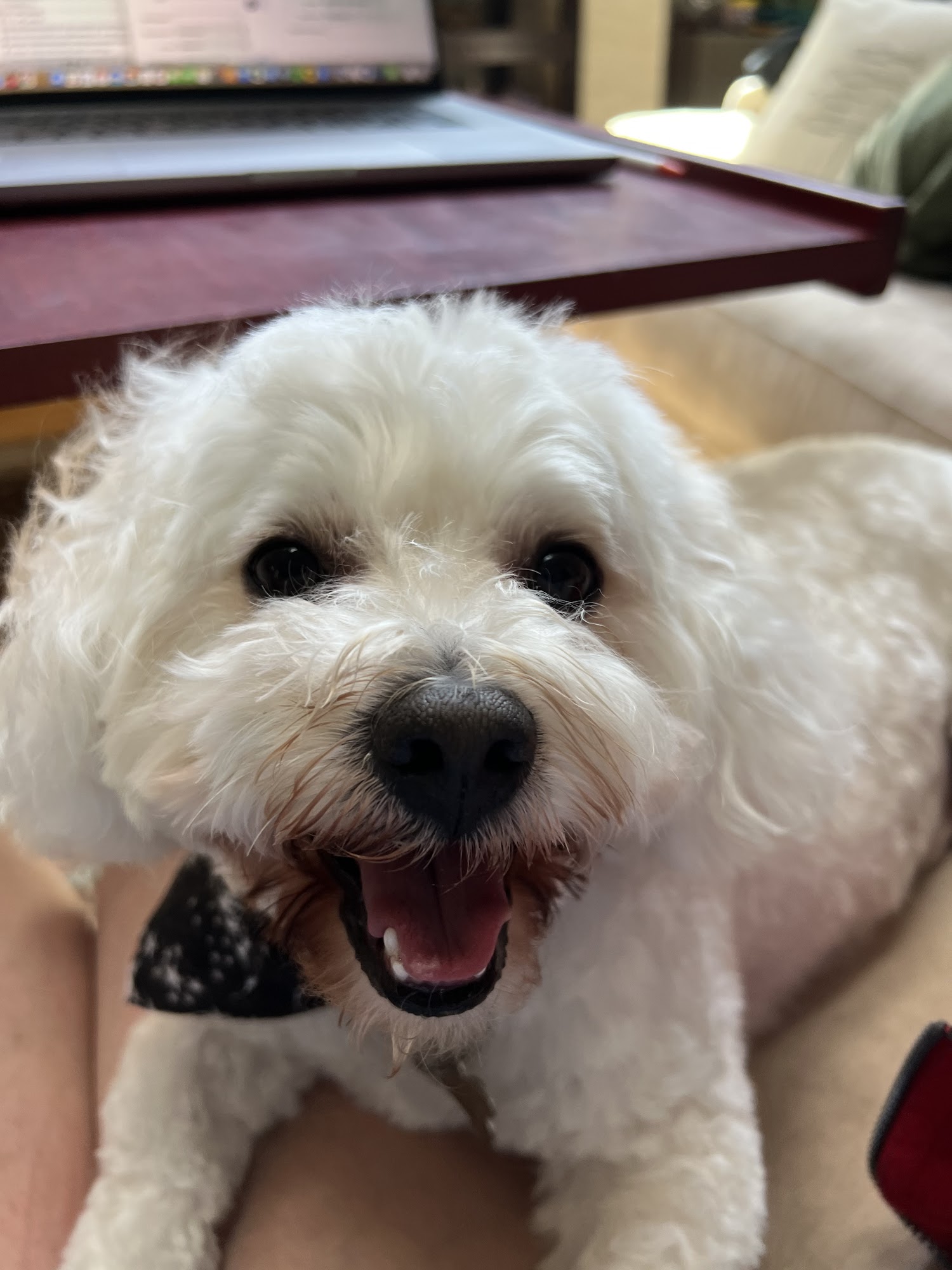 Pet Parlor (formerly Heidi's Dog Grooming) Mountain View