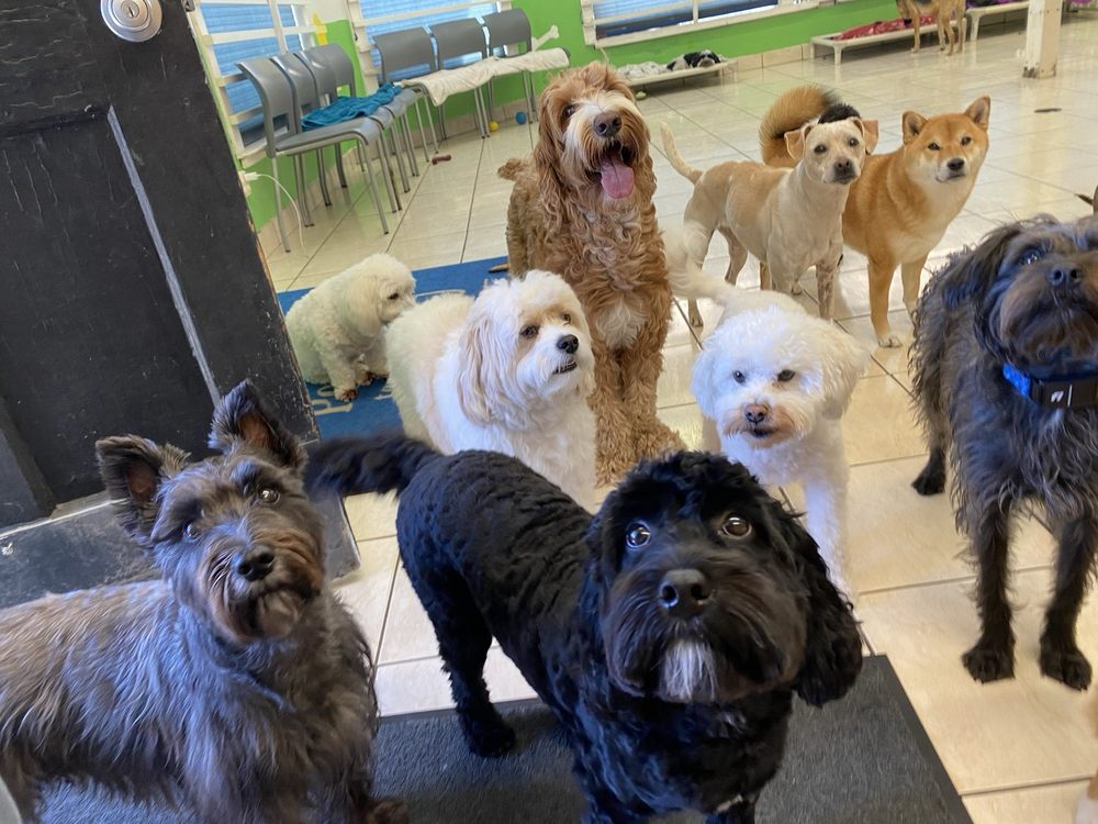 Pet Sitting To The MAX Mountain View