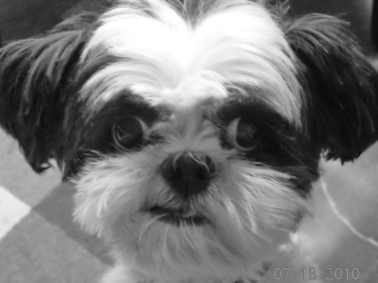 Grooming Works Mountain View