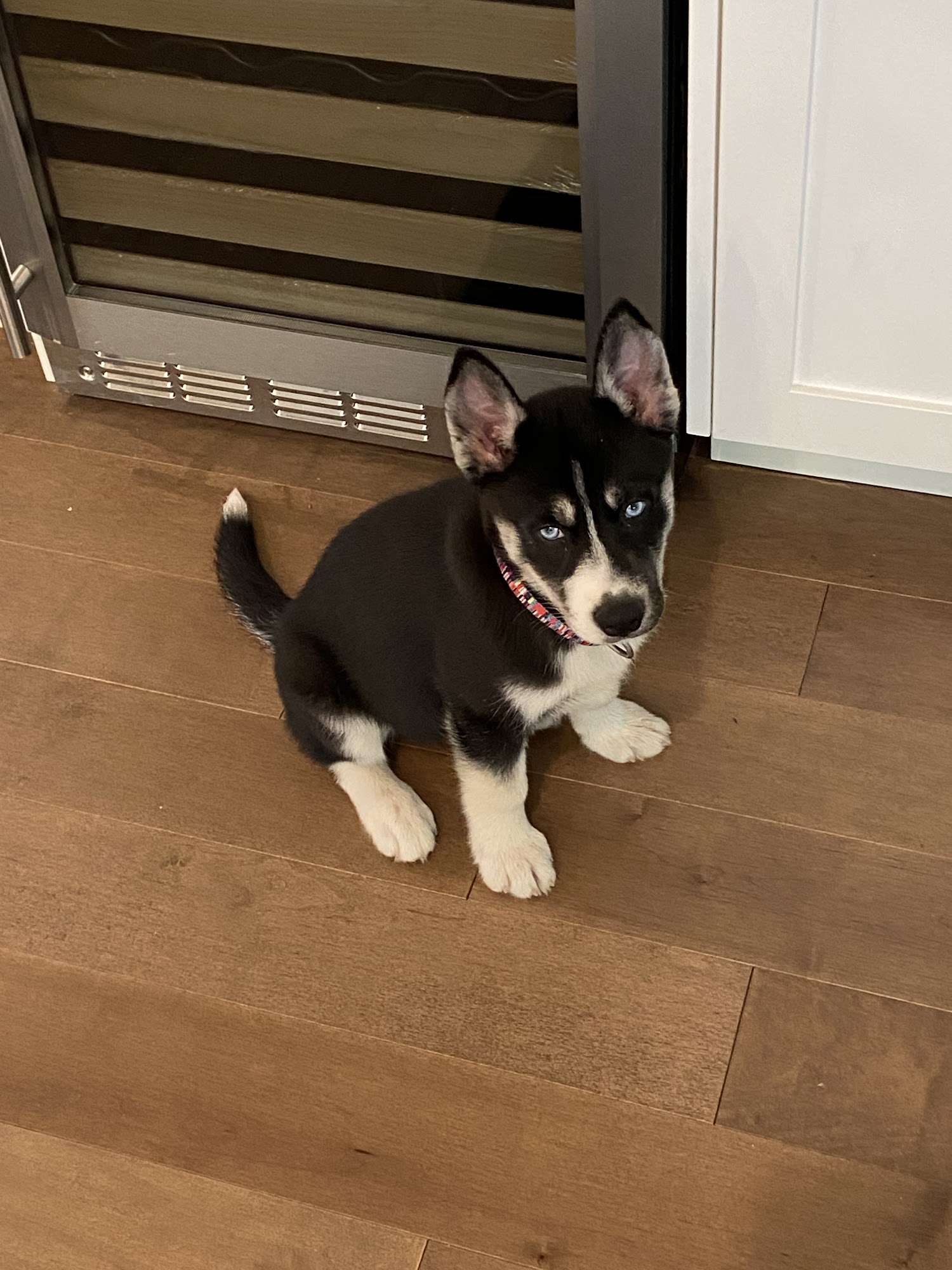 The Pup School Mountain View