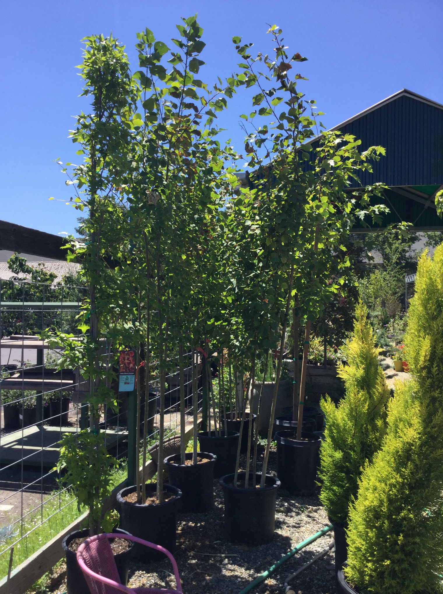 Murphys Nursery- Garden and Design Center Murphys