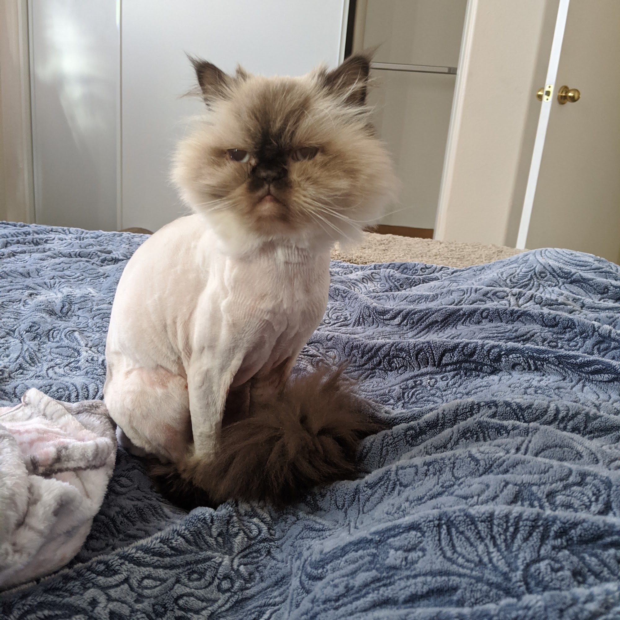 Old Town Veterinary Hospital Murrieta