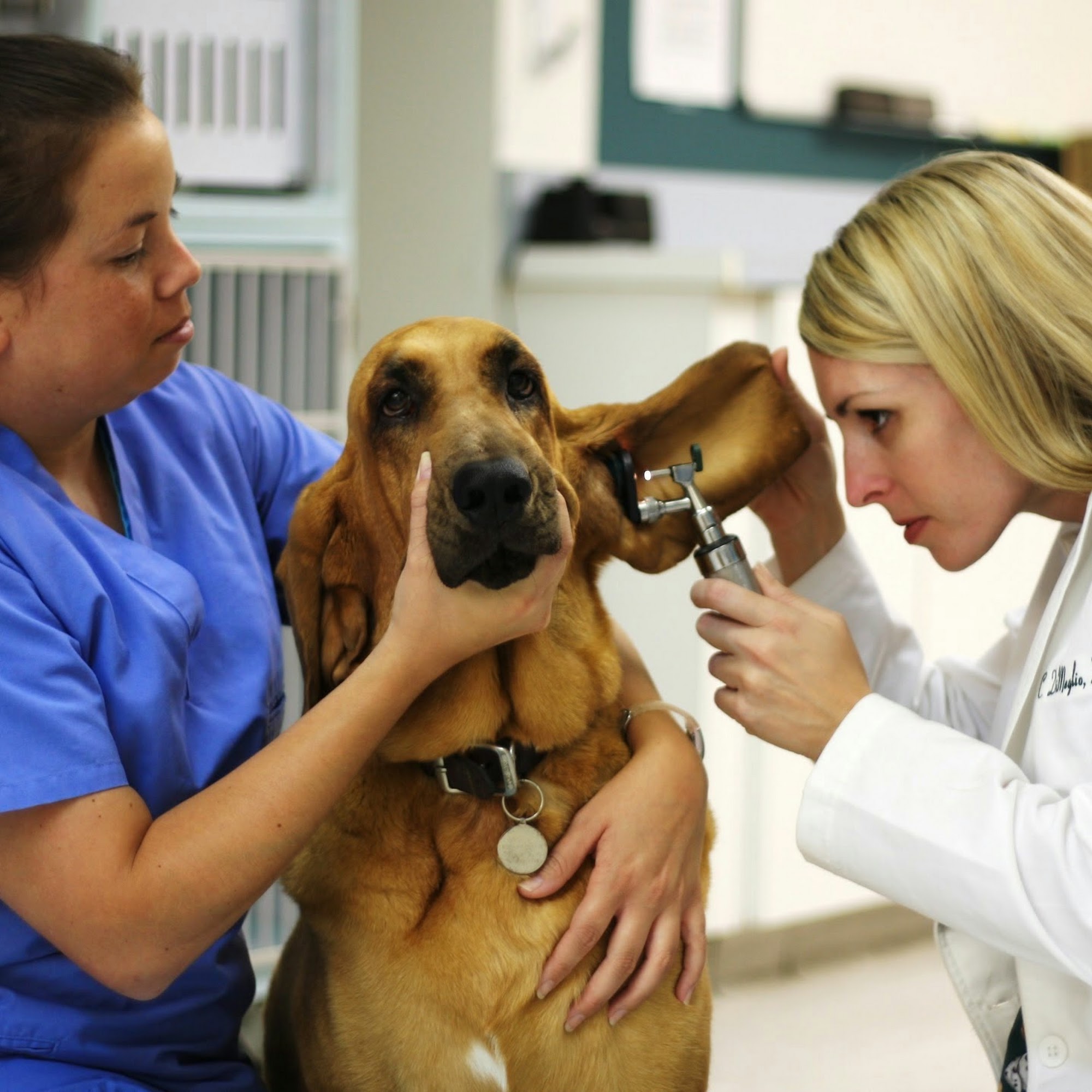 Murrieta Animal Hospital Murrieta