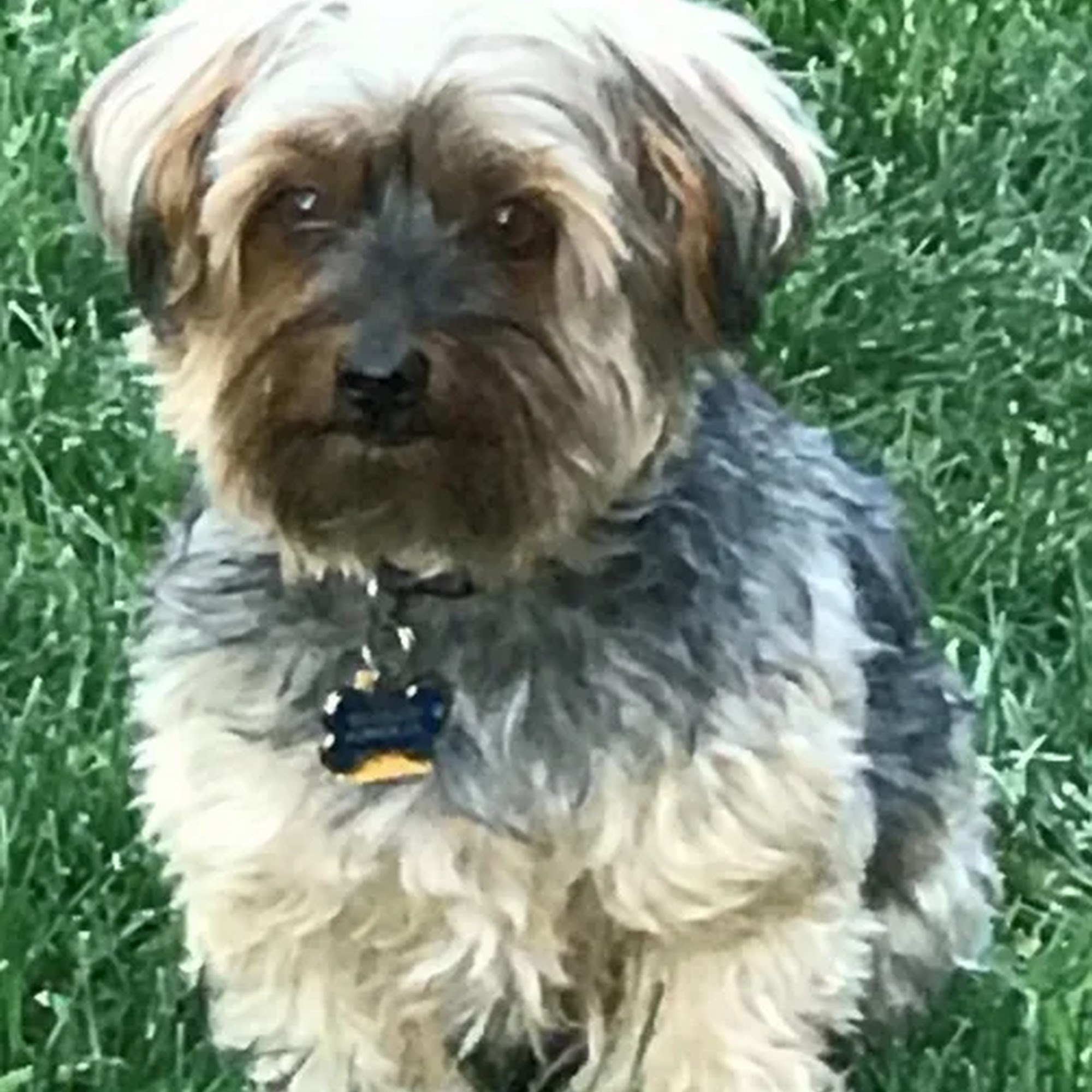 Murrieta Family Pet Hospital Murrieta