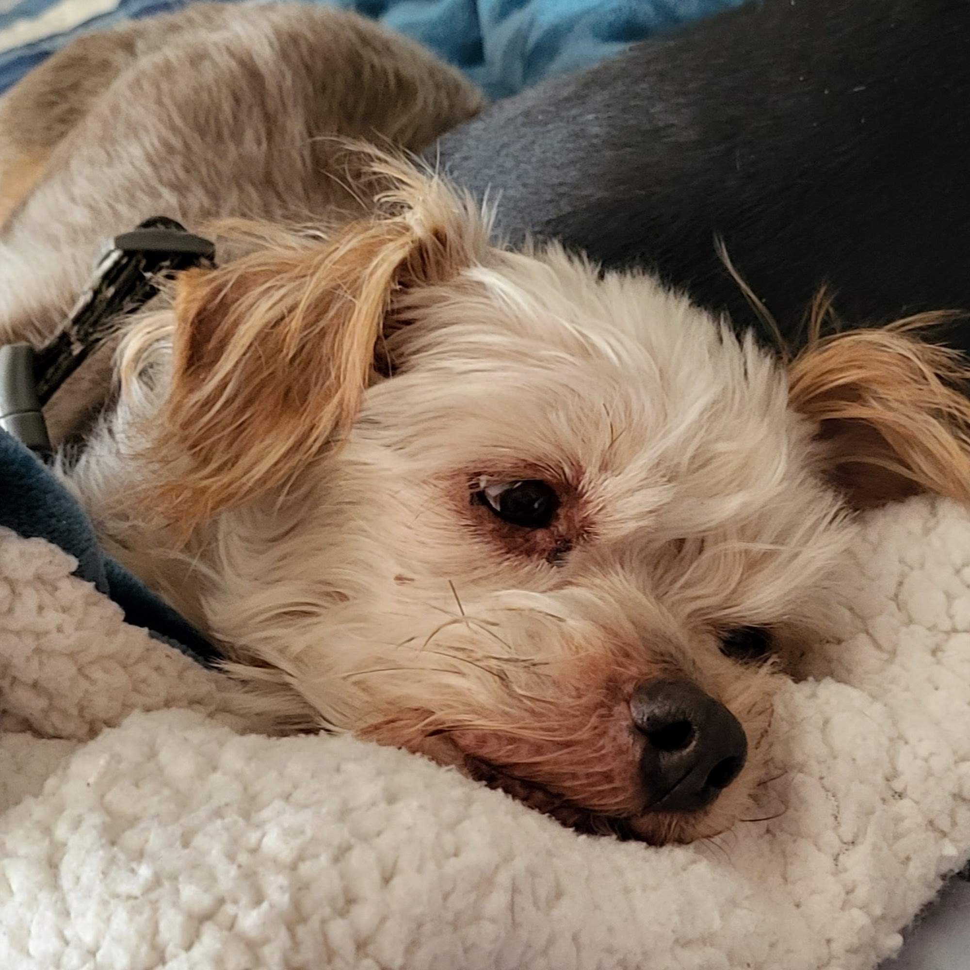 Murrieta Oaks Veterinary Hospital & Pet Hotel Murrieta