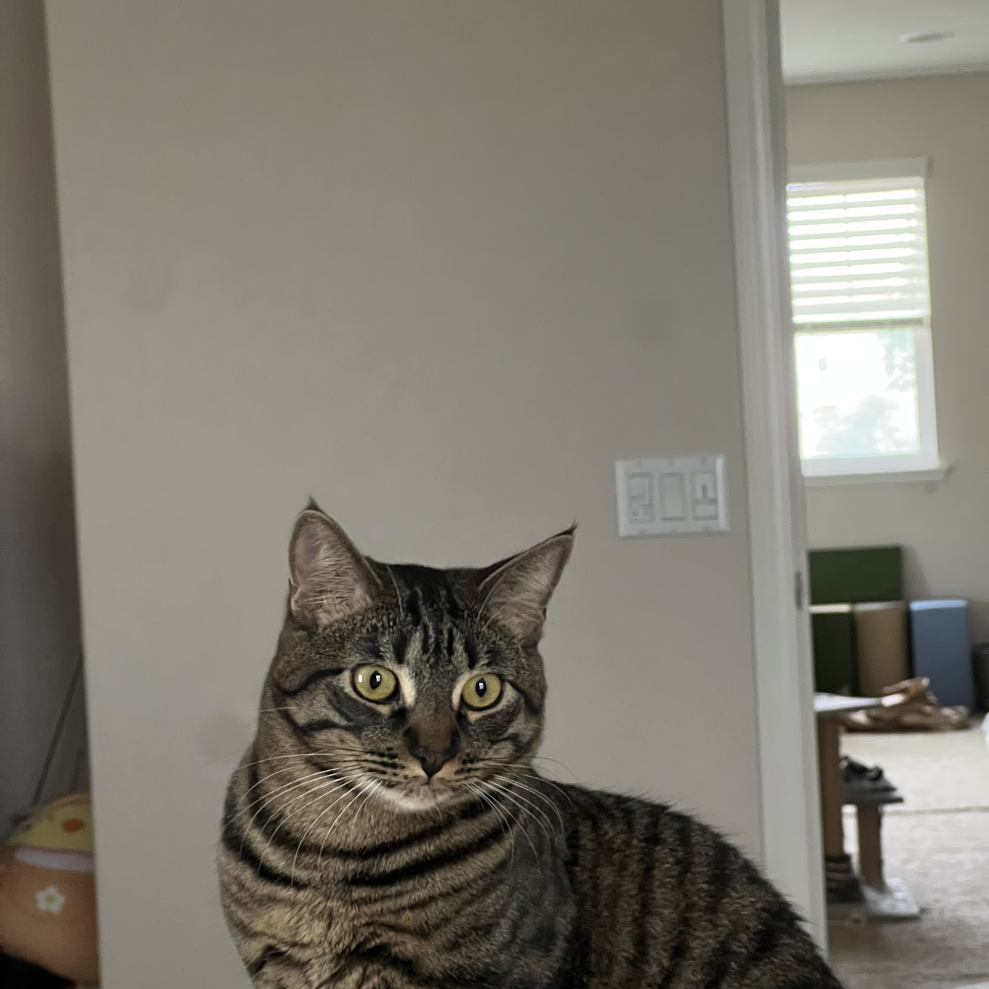 Doctors Pet Clinic Murrieta