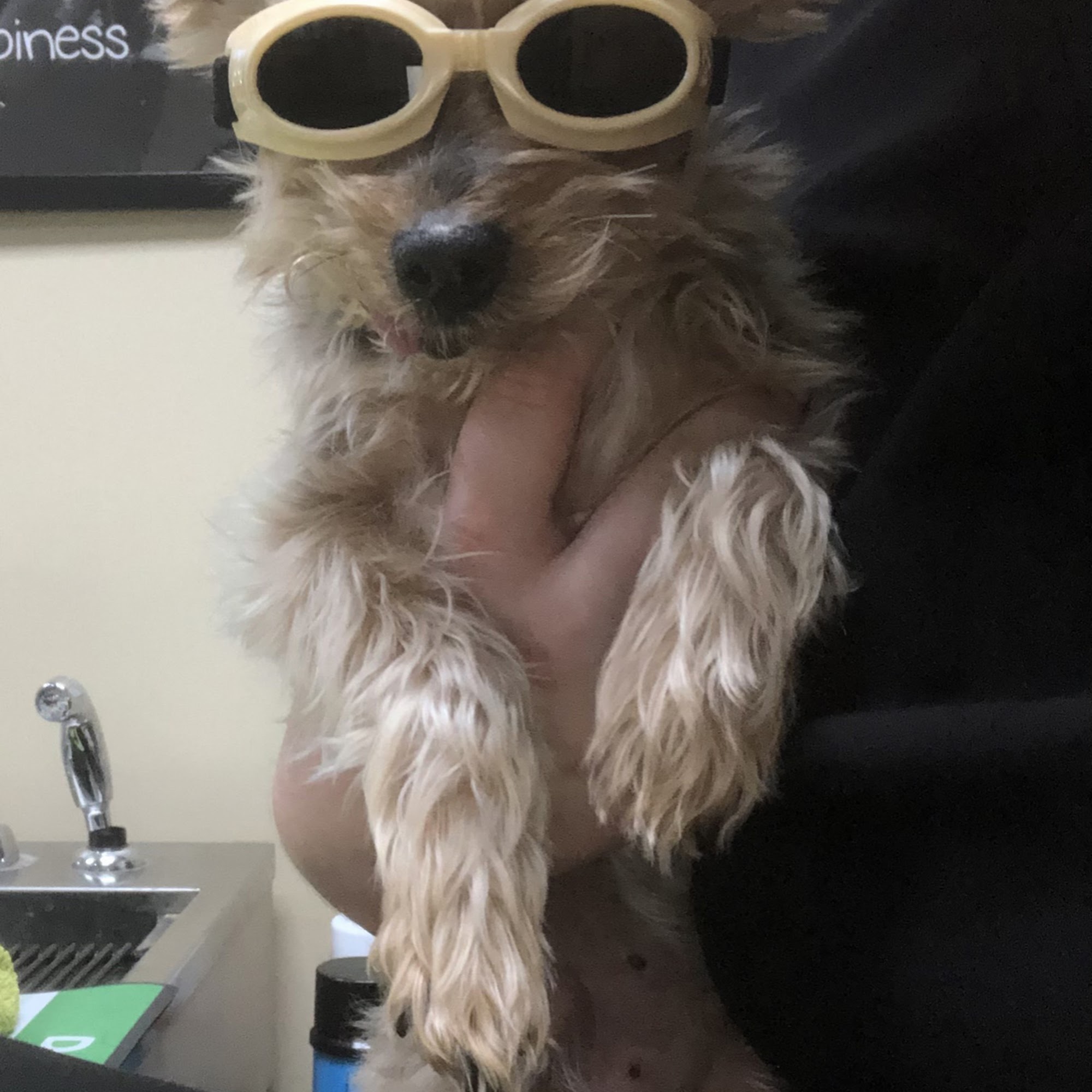 Temecula Valley Animal Hospital Murrieta