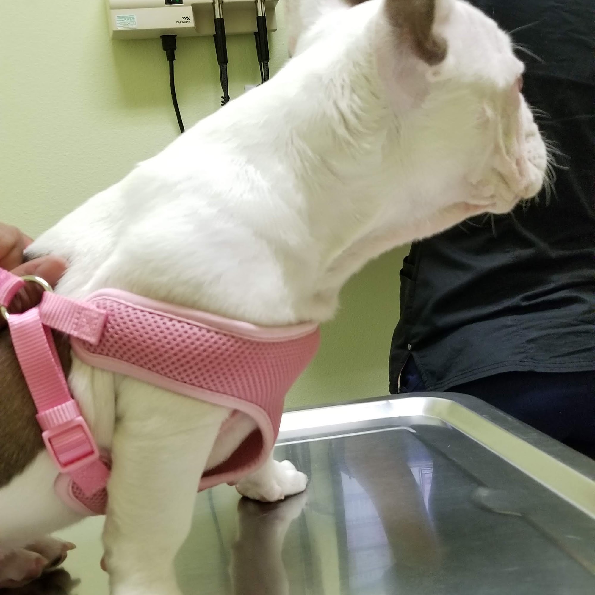 Angel Care Pet Hospital Murrieta