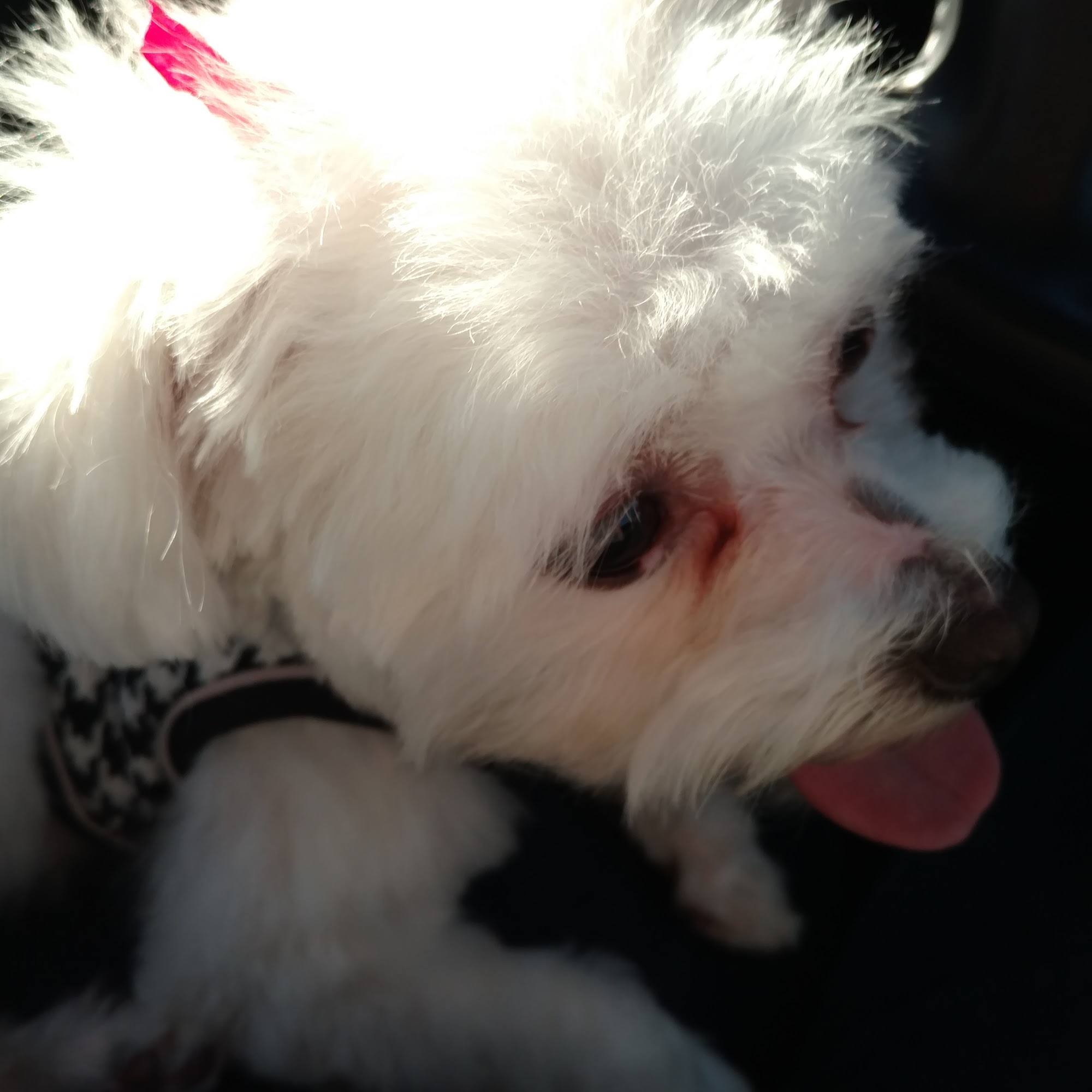 Pampered Pooch Spa & Bowtique Murrieta