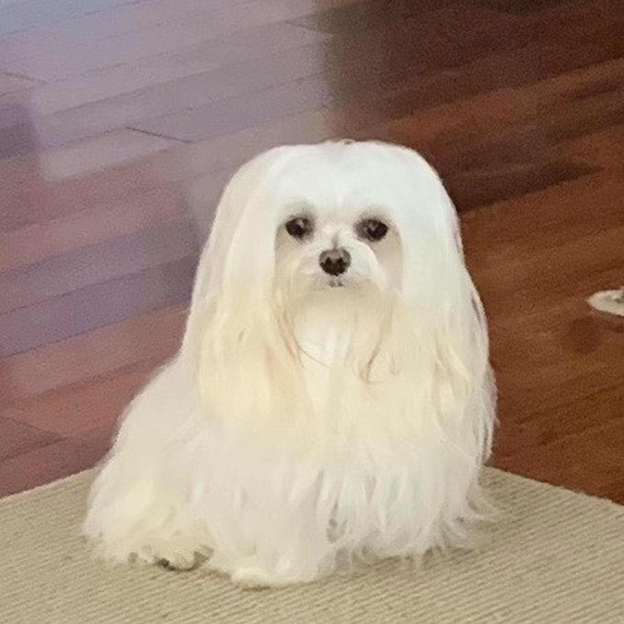 Moondoggies Pet Grooming Salon Murrieta