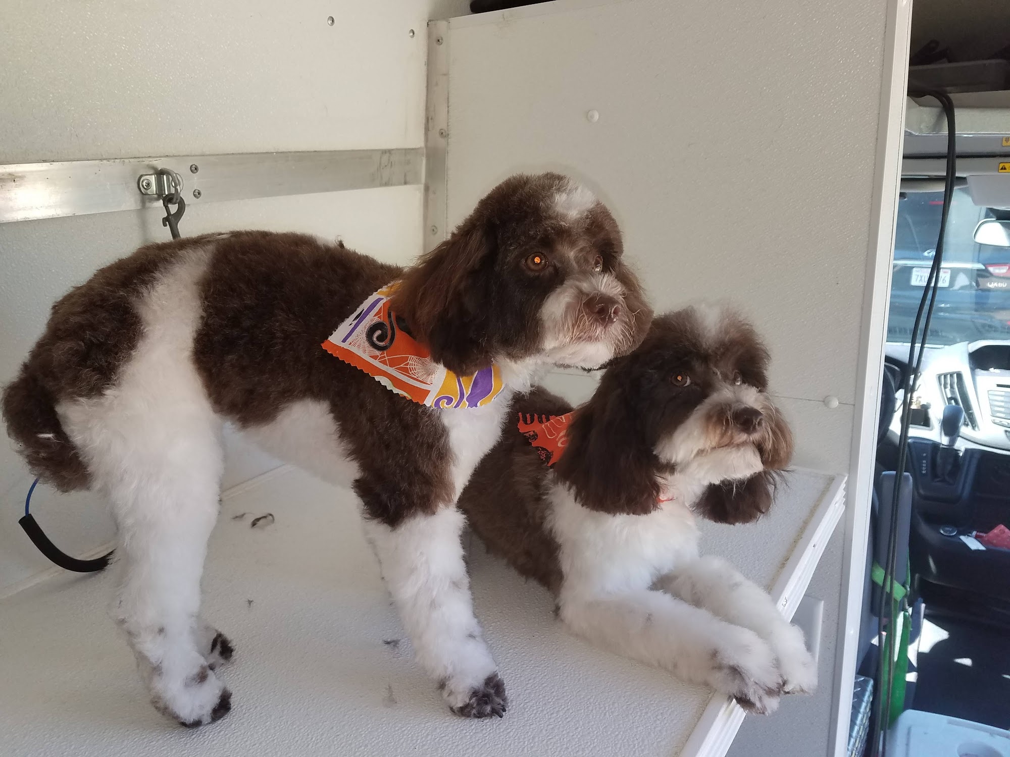 Pet care mobile grooming Murrieta
