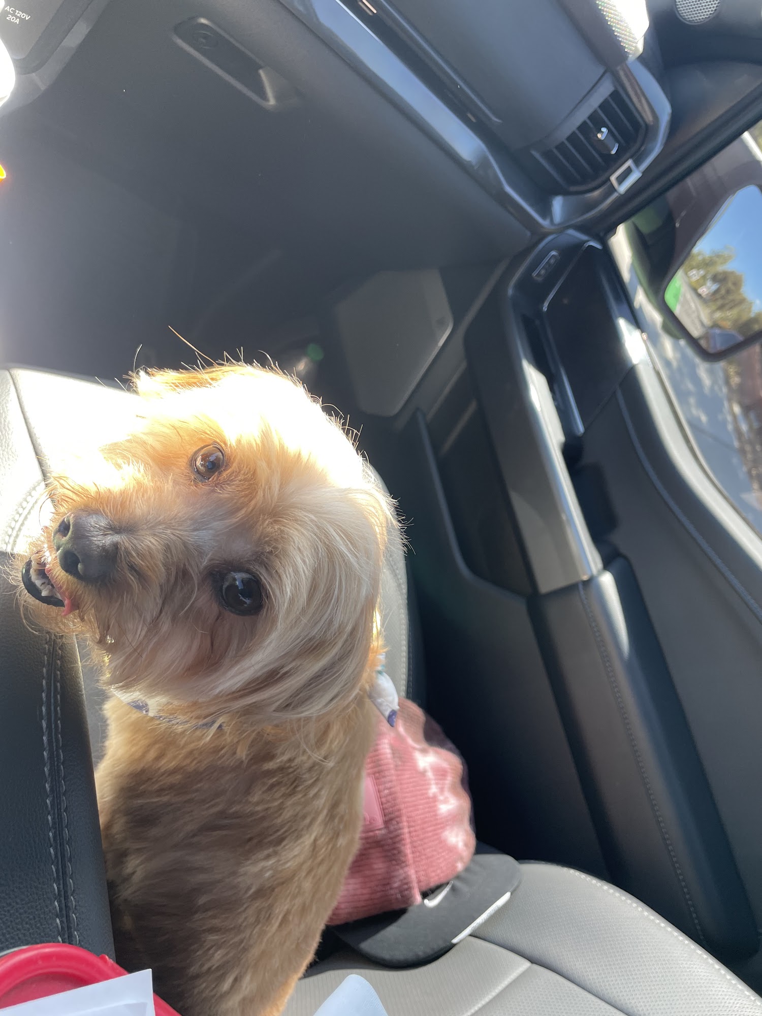 Top Dog Pet Store & Grooming Murrieta