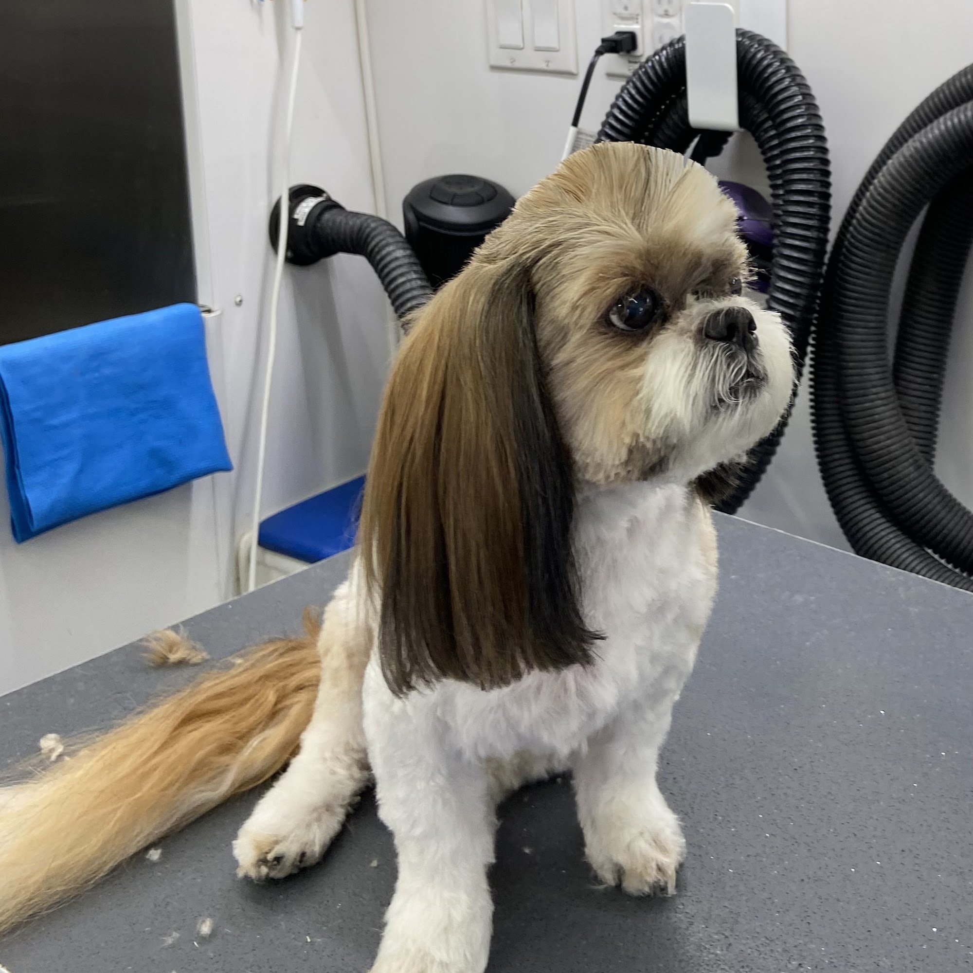 Pawlished Pets Mobile Grooming 24106 Troyes Ln, Murrieta California 92562