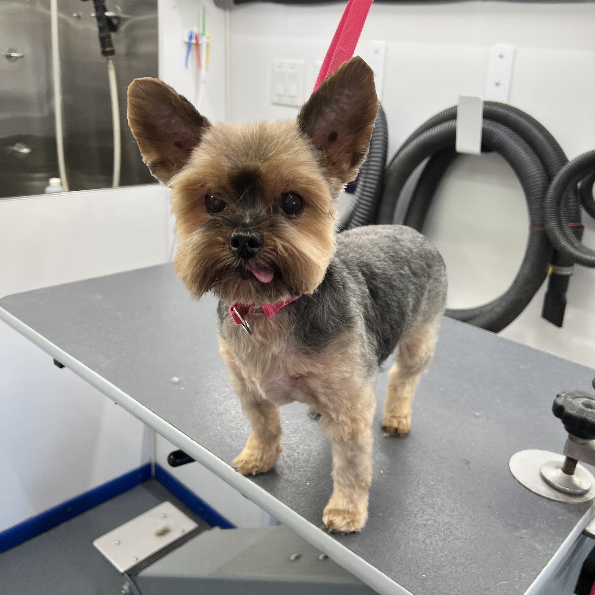 Pawlished Pets Mobile Grooming Murrieta