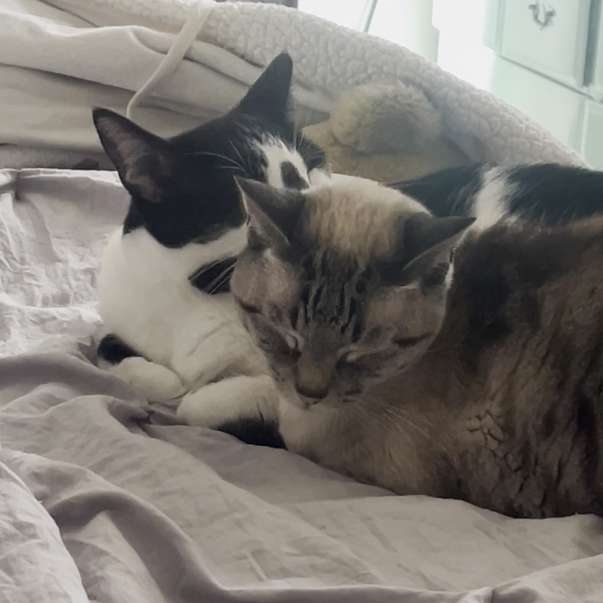 California Pet Hospital Napa