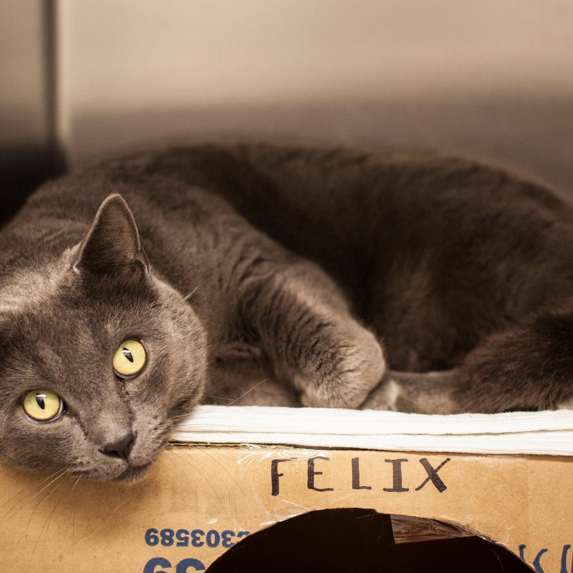 Napa Small Animal Hospital Napa