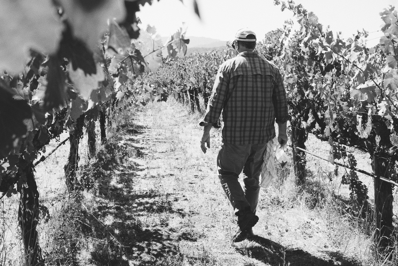 MONTICELLO Napa Valley Napa