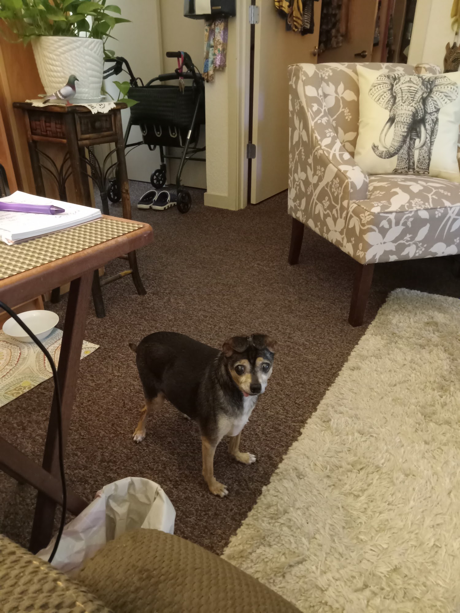 Scoobi-Doo's Inc Napa