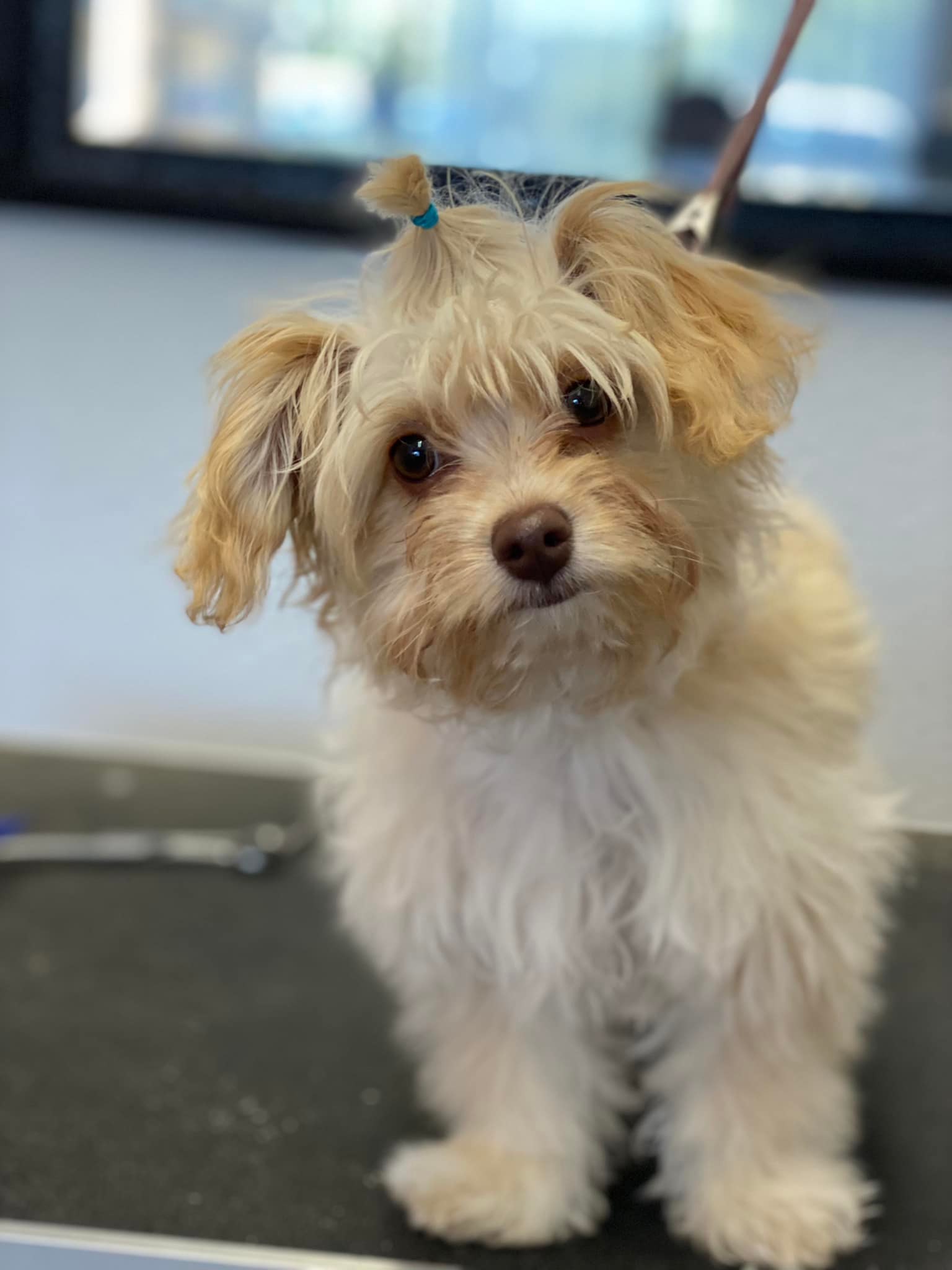 Bella's Dog Grooming Napa