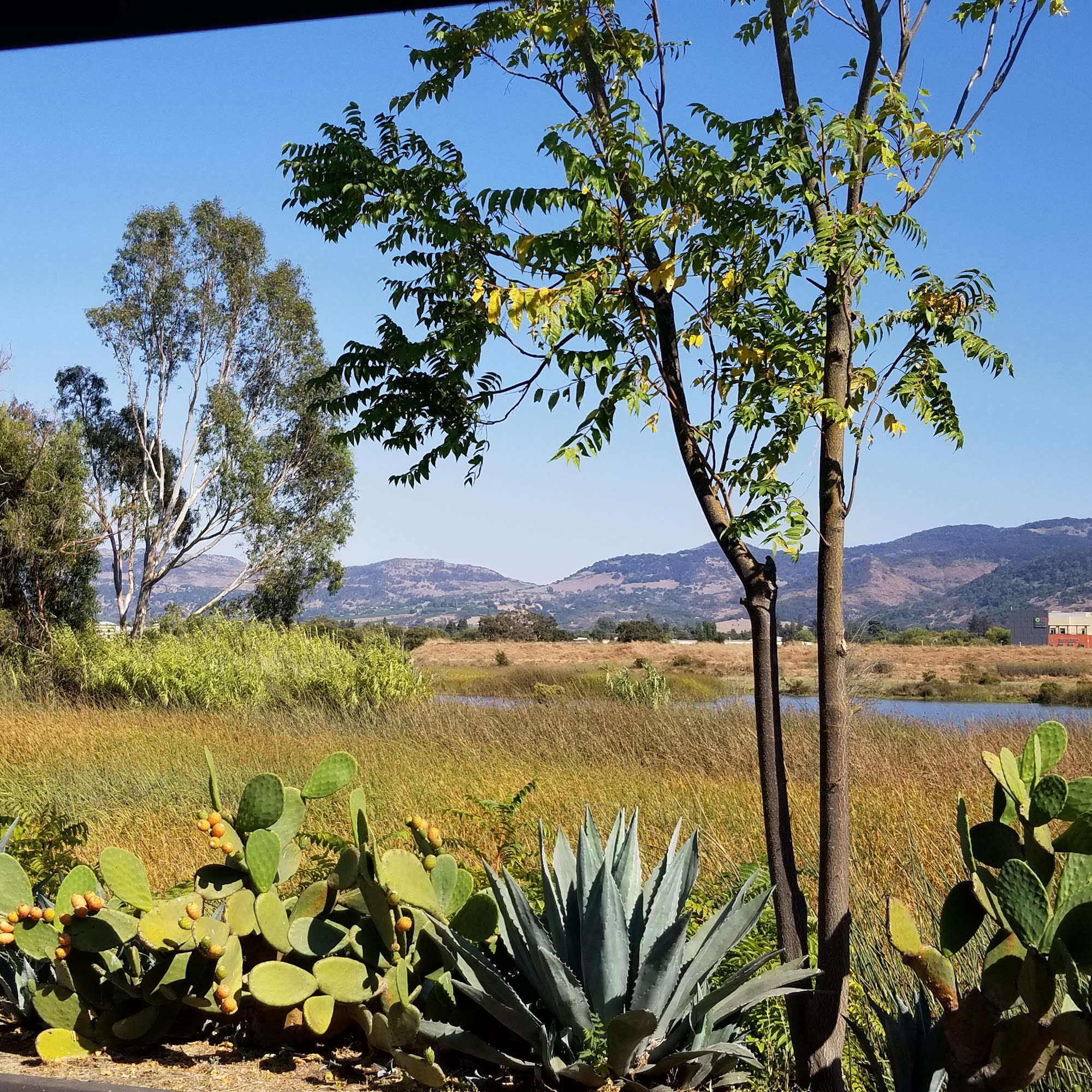 Vinoce Vineyards Napa