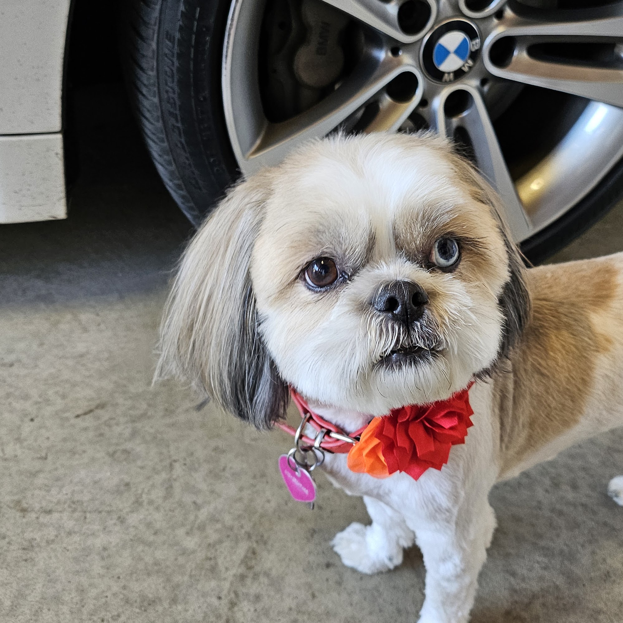 Plaza Boulevard Pet Hospital National City