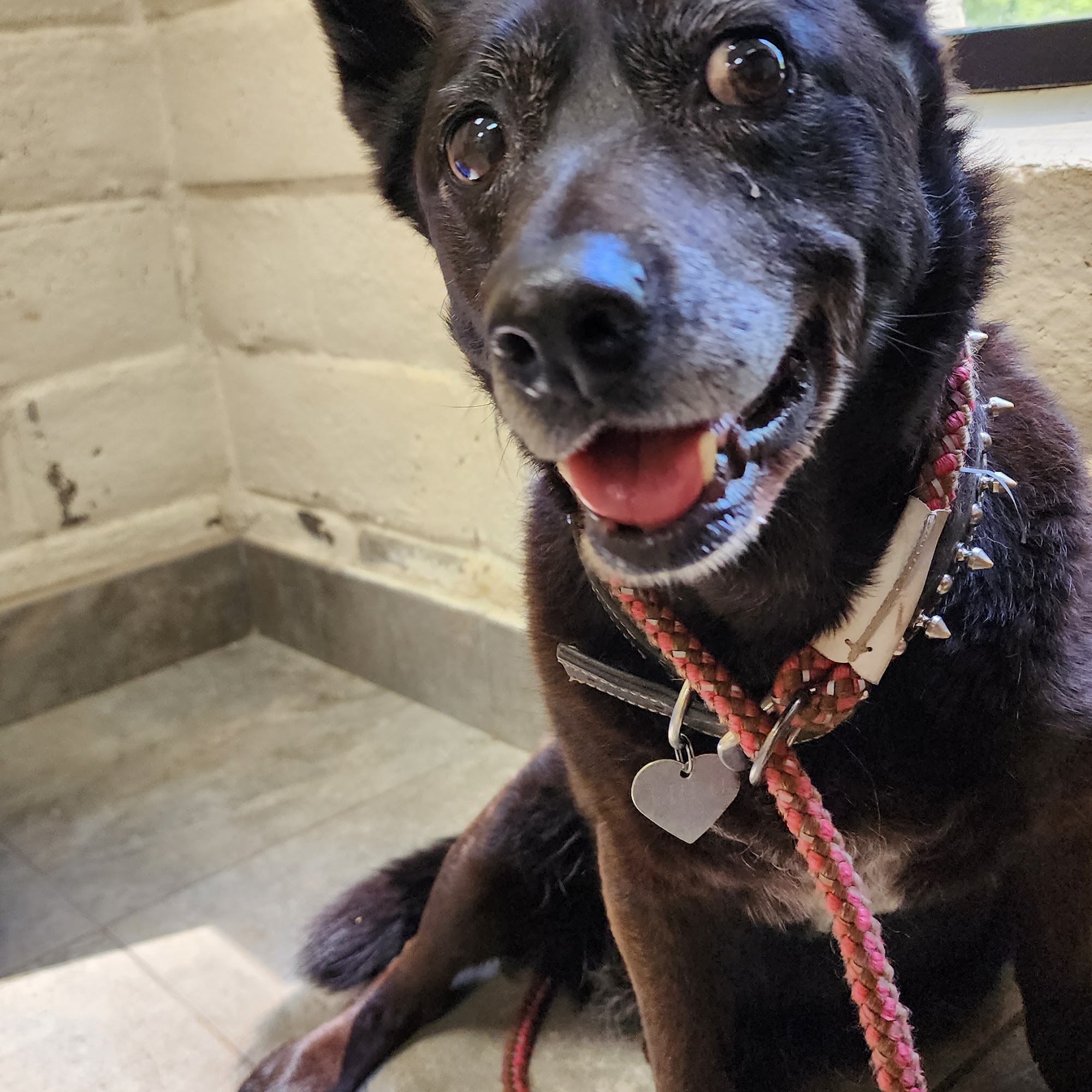 Pine Creek Veterinary Clinic Nevada City