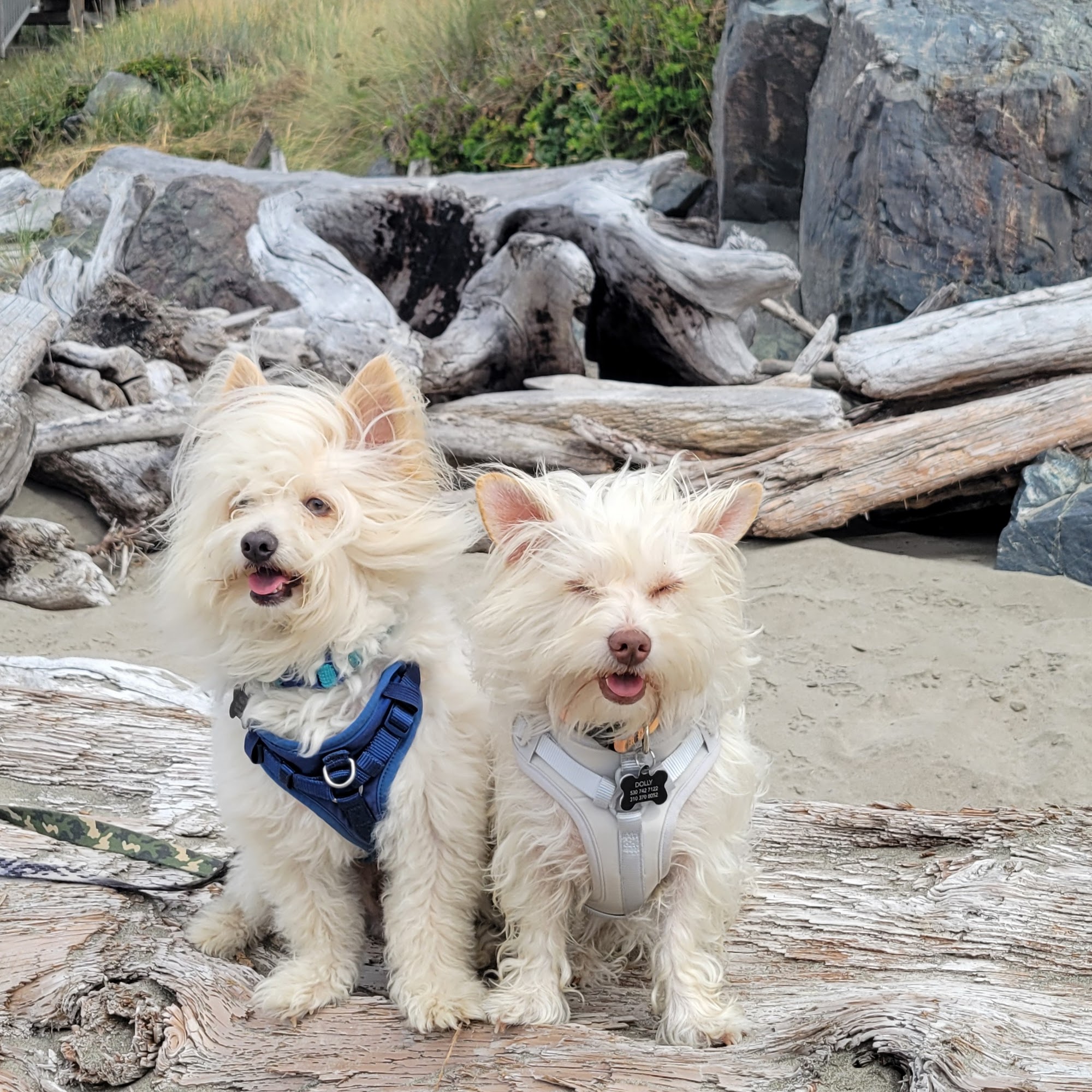 Gold Country Groomers Nevada City