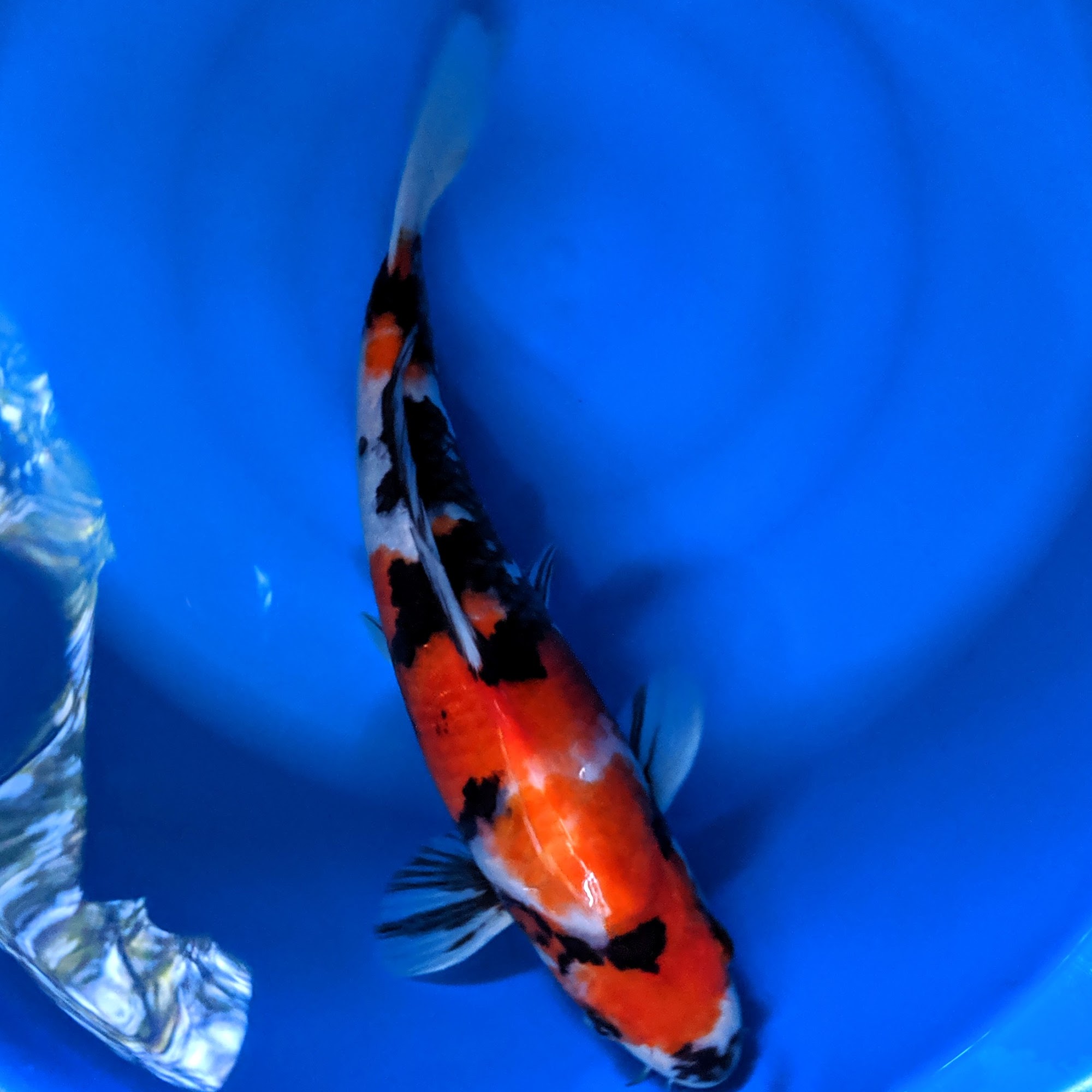 Barstow Koi Farm Newberry Springs