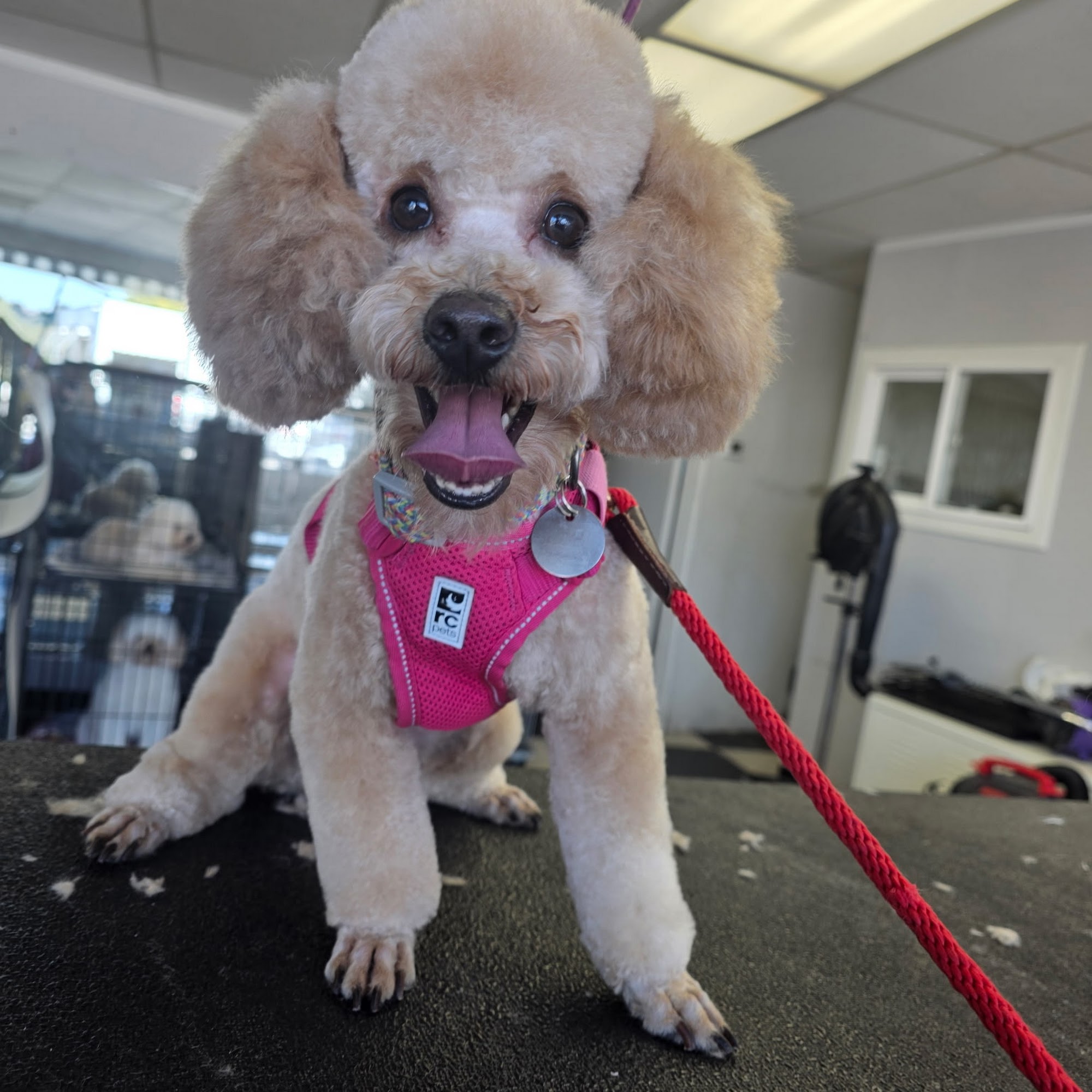 Paws And Whiskers Spa Newhall