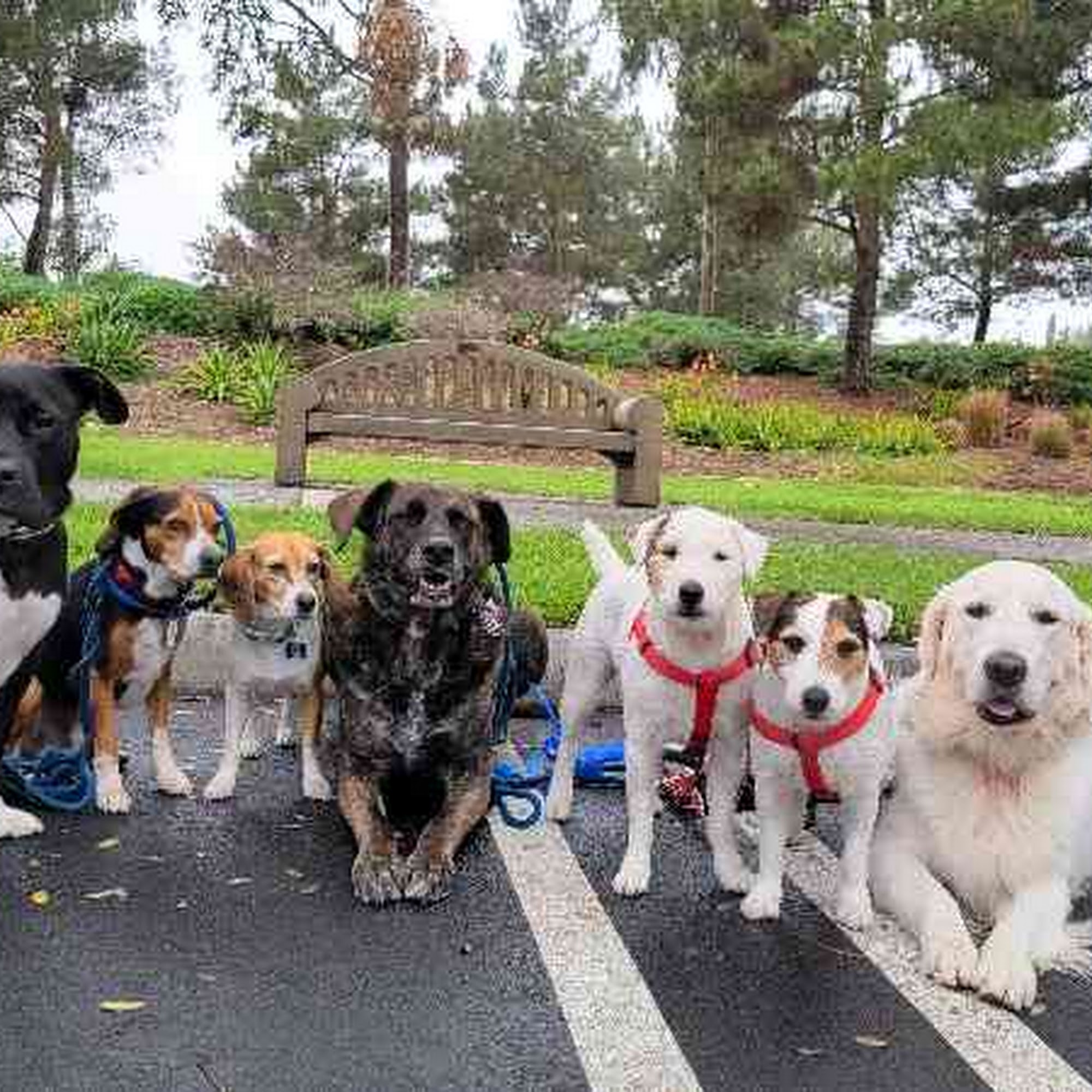 Dog Republic Newport Beach