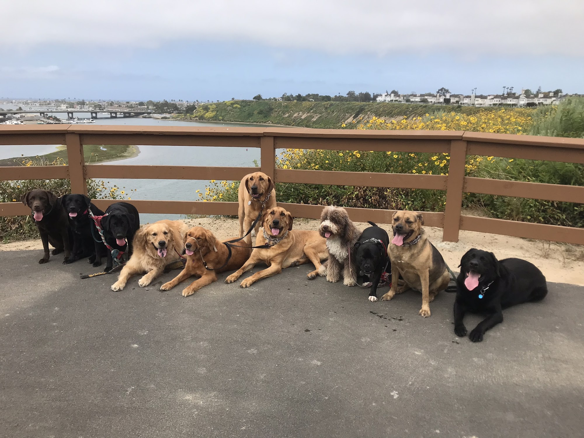 Dog Republic Newport Beach