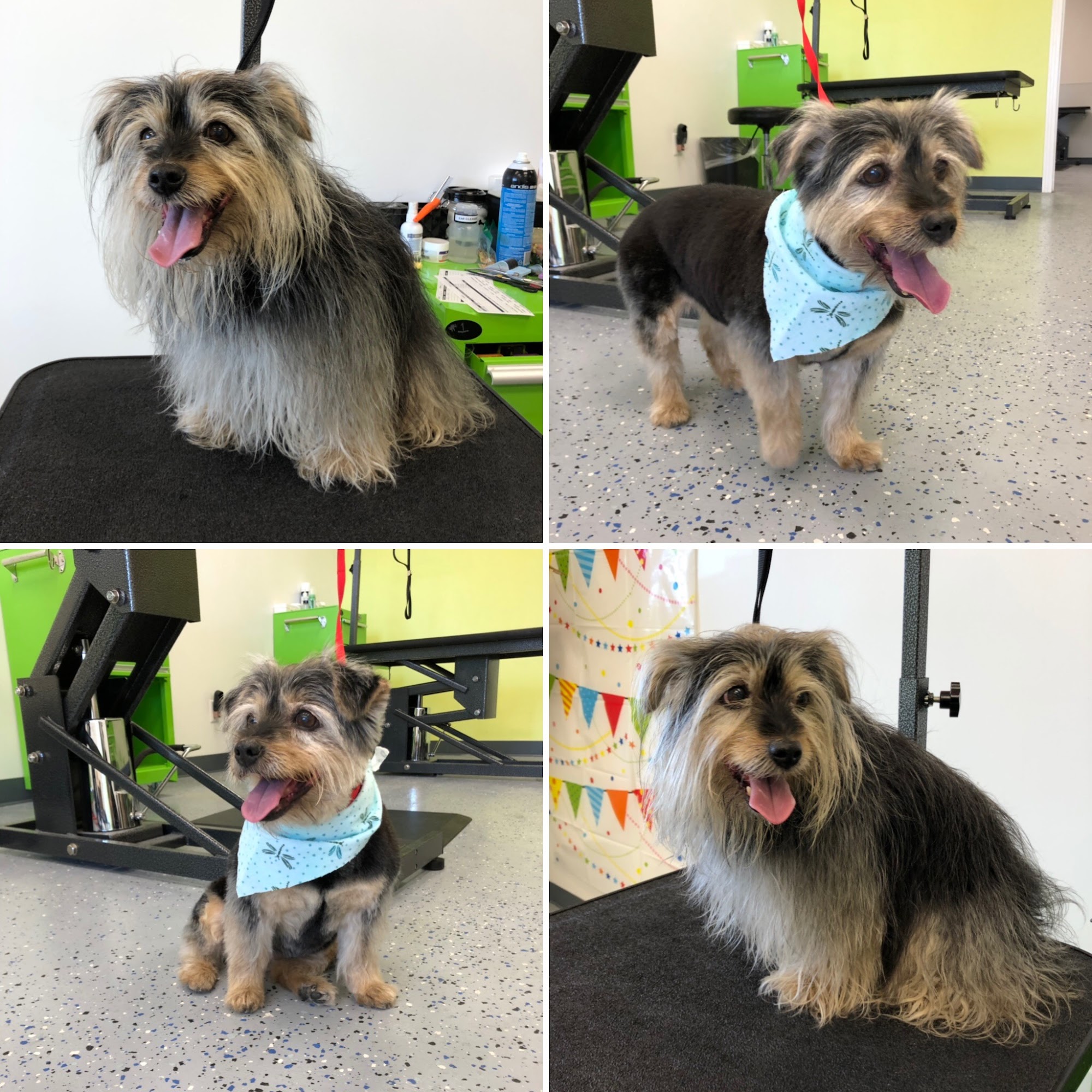 Sydnee's Pet Grooming -Newport Beach Newport Beach