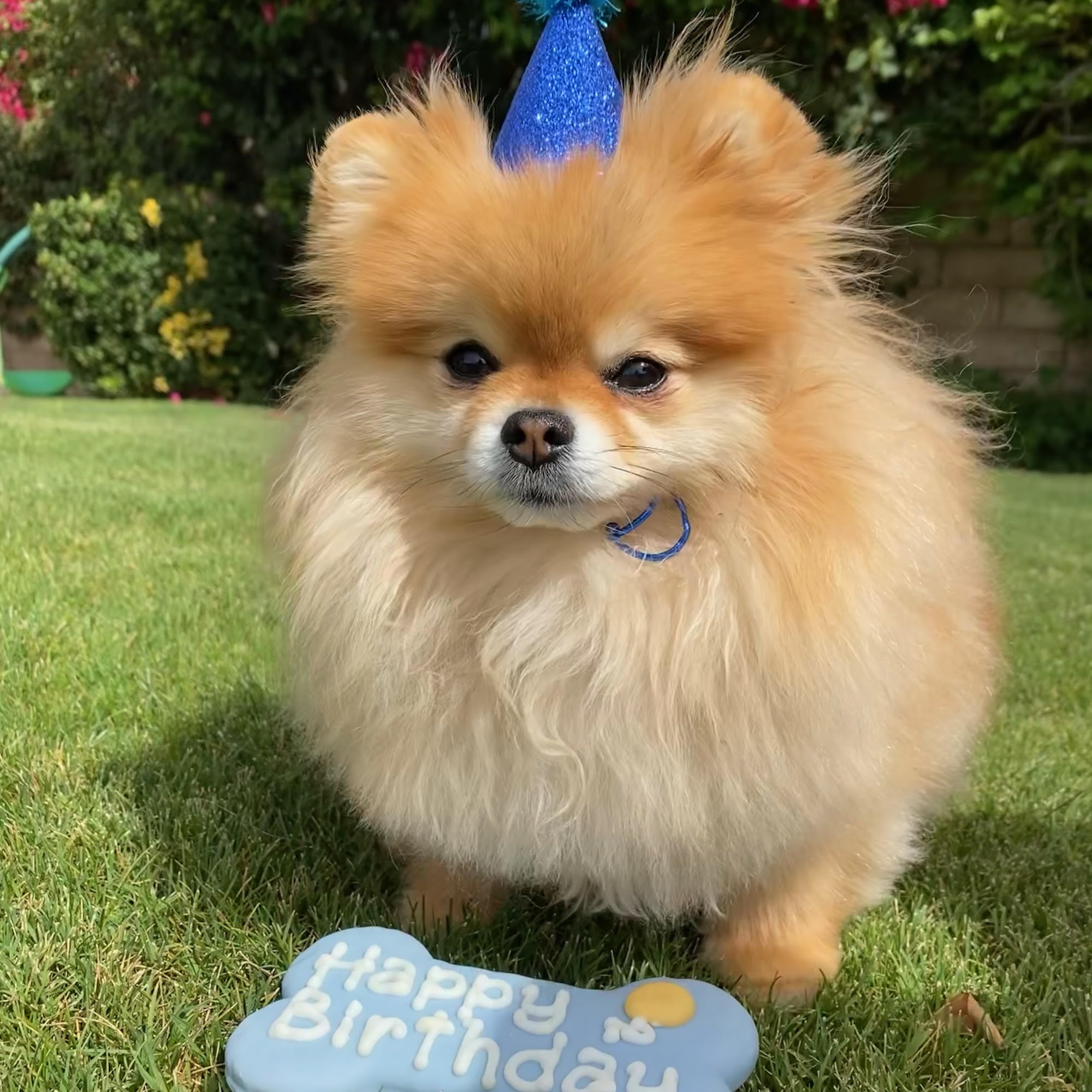 The Pet Oasis Newport Beach