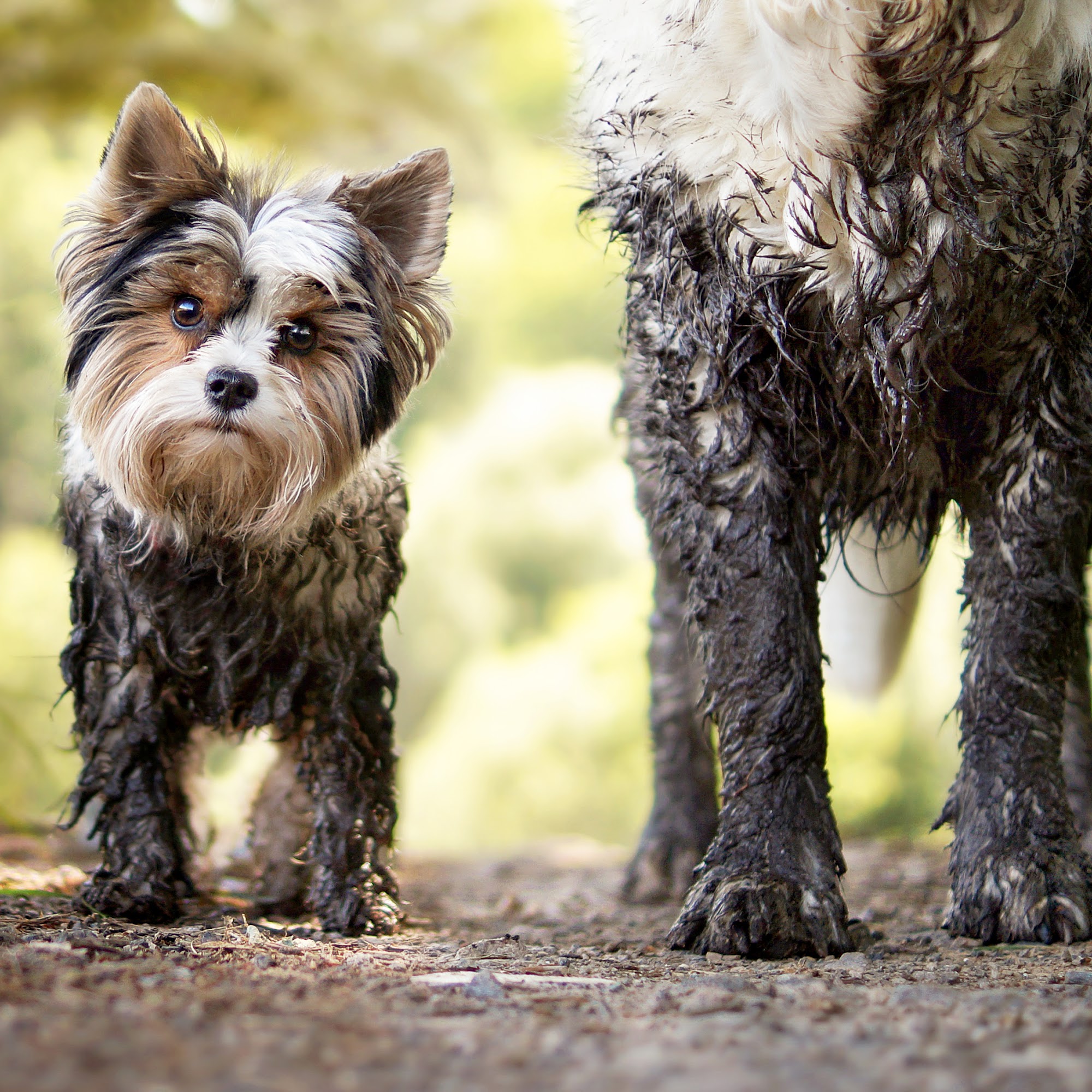 Petrichor - The Pet Salon Newport Beach